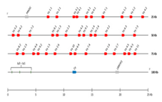 Genes 11 00624 i001 Genes 11 00624 i001