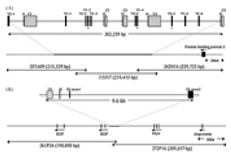 Genes 11 00624 i004 Genes 11 00624 i004