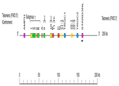 Genes 11 00624 i015 Genes 11 00624 i015