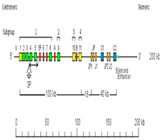 Genes 11 00624 i016 Genes 11 00624 i016