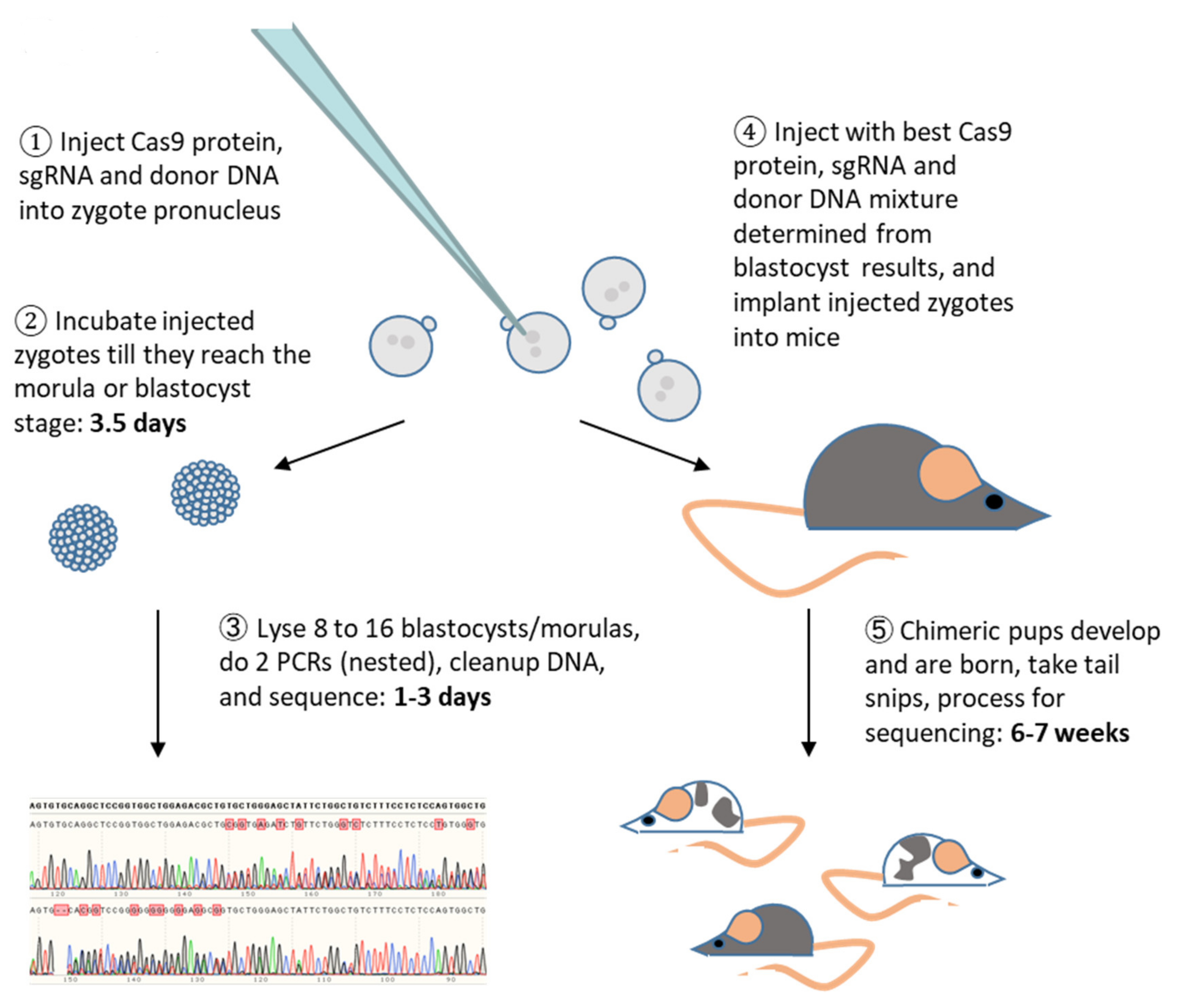 Genes 11 00628 g002 Genes 11 00628 g002