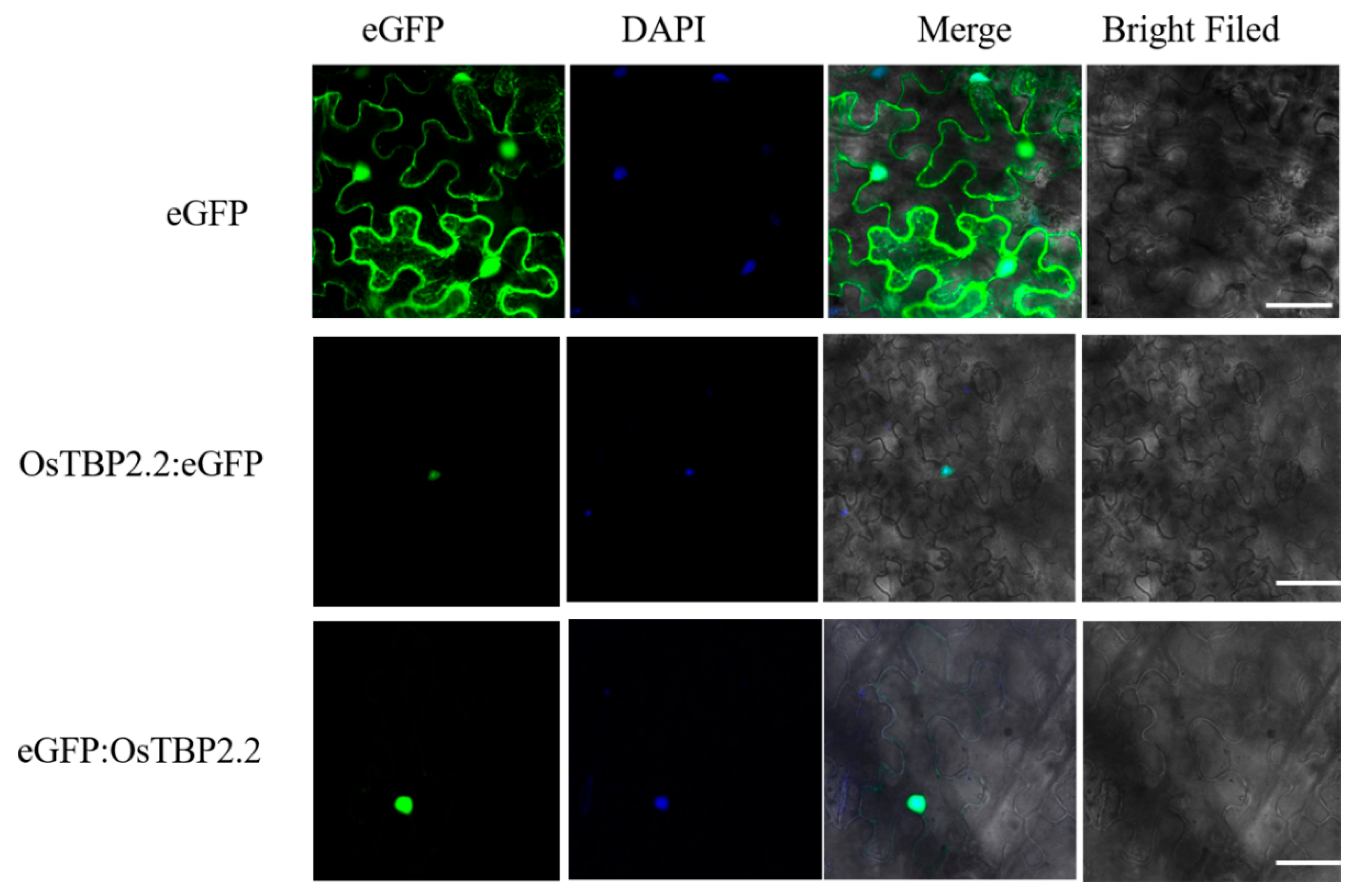Genes 11 00629 g002 Genes 11 00629 g002