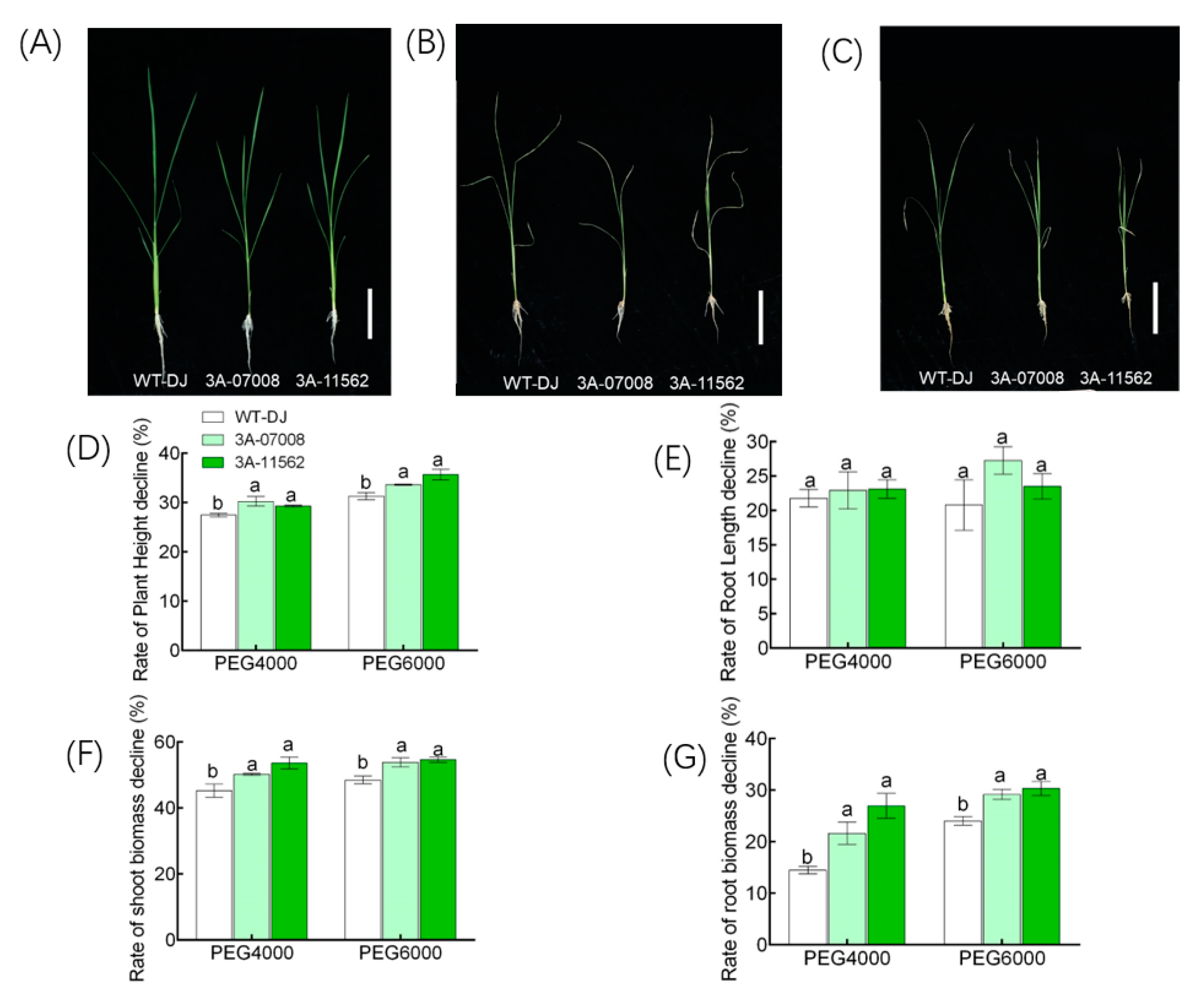 Genes 11 00629 g005 Genes 11 00629 g005