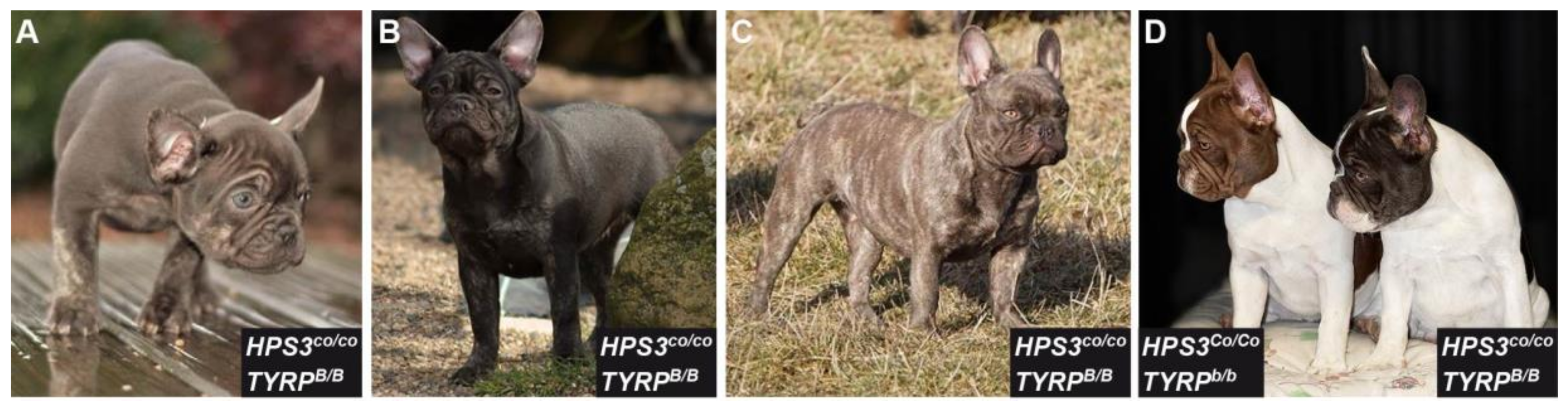 Genes Free Full Text Novel Brown Coat Color Cocoa In French Bulldogs Results From A Nonsense Variant In Hps3 Html