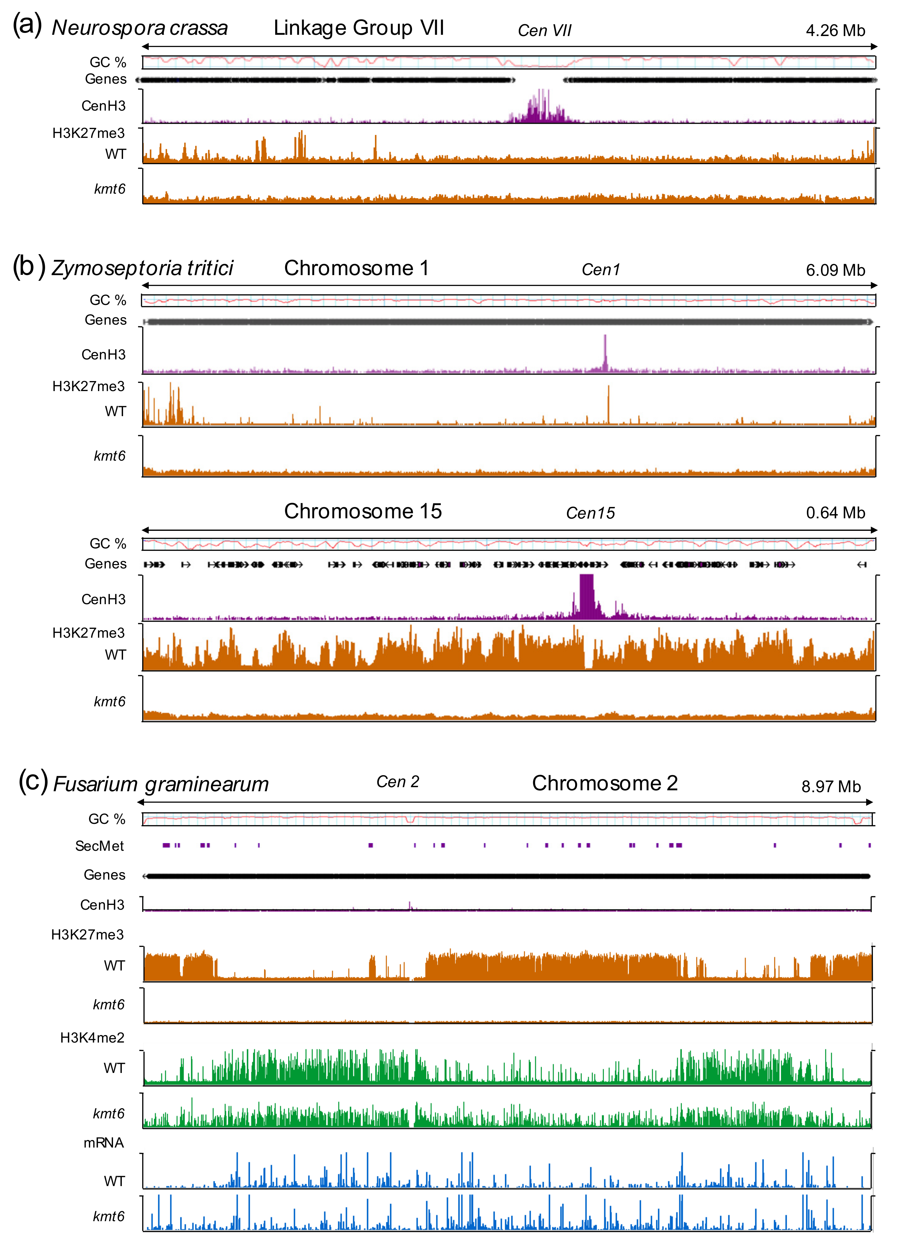 Genes 11 00638 g001