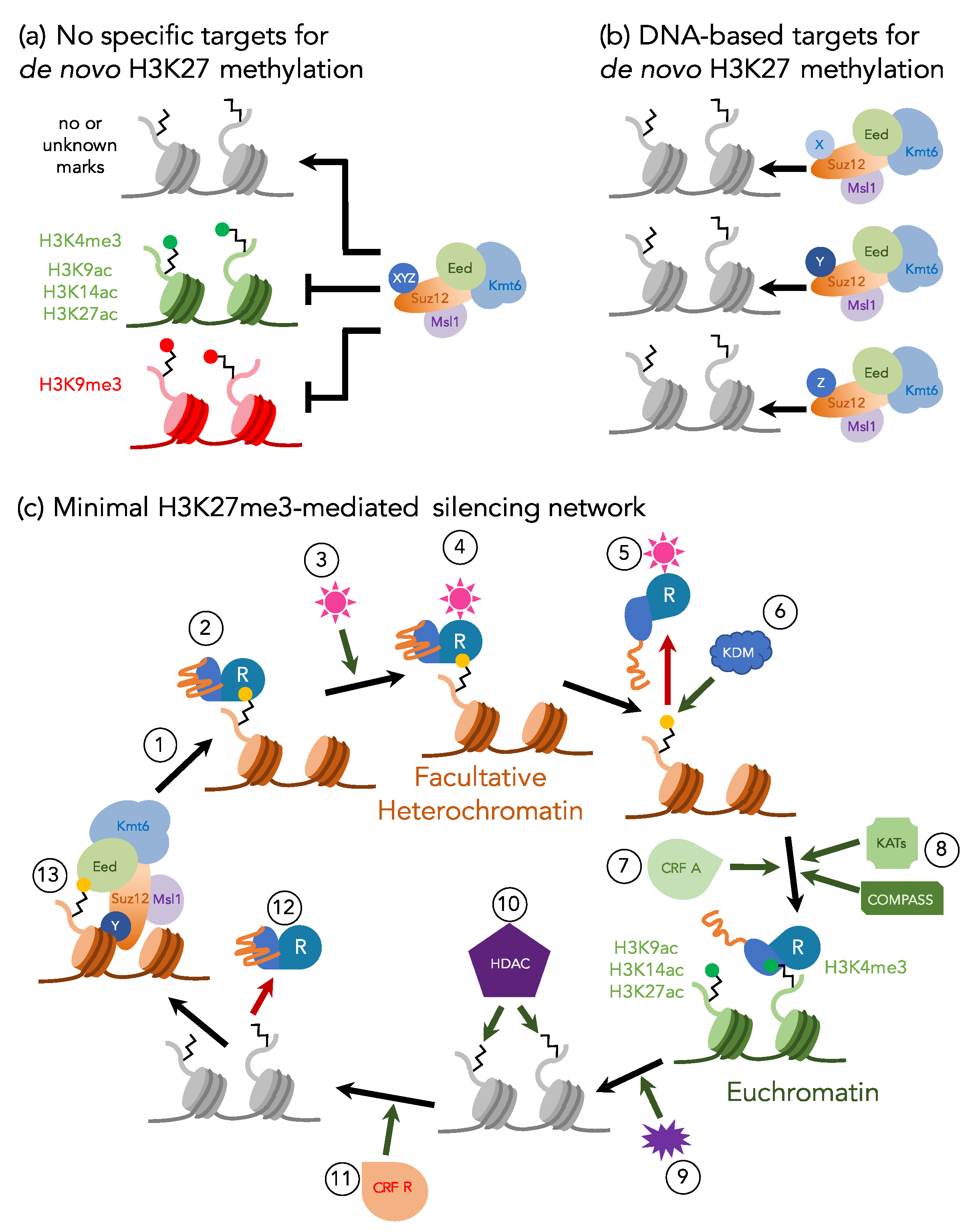 Genes 11 00638 g002