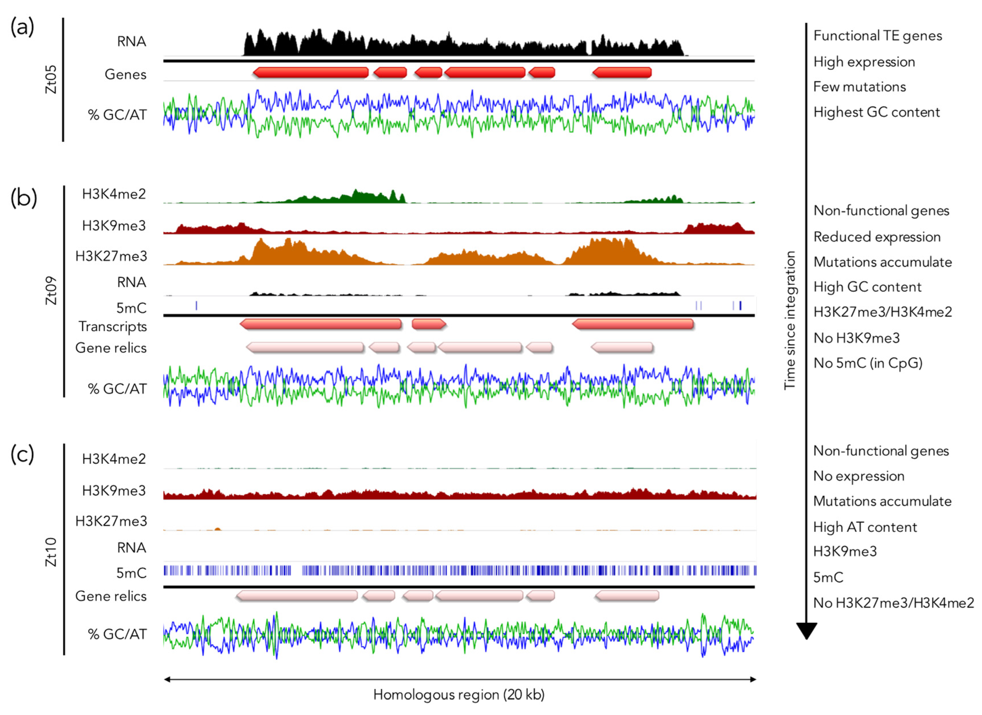 Genes 11 00638 g004