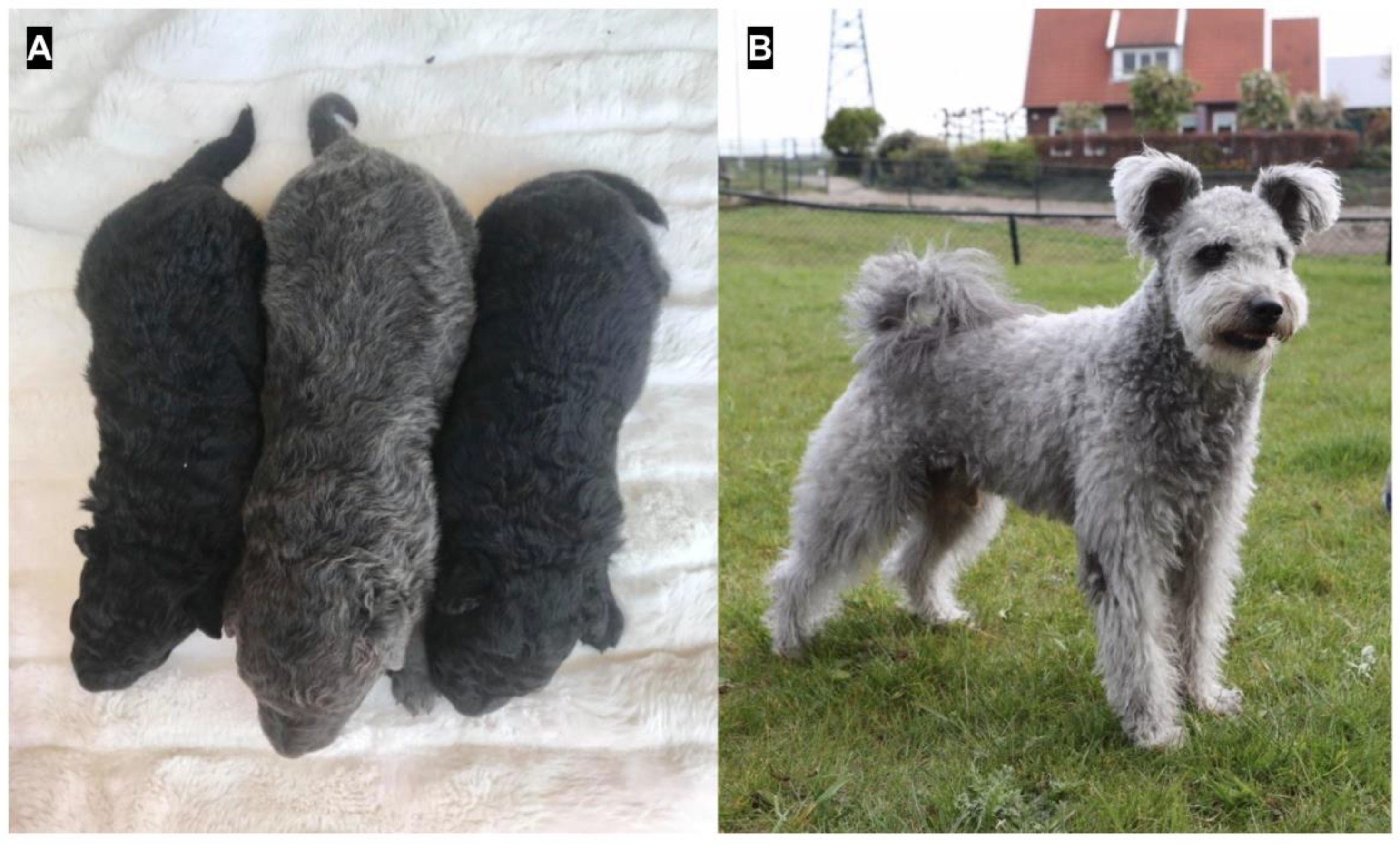 Ração any dog Clearance