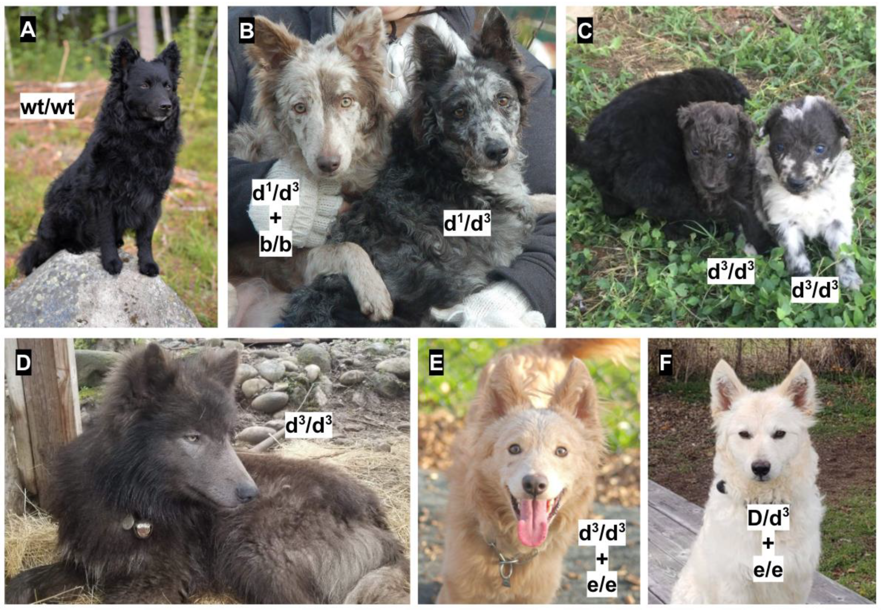 Genes 11 00639 g004 Genes 11 00639 g004