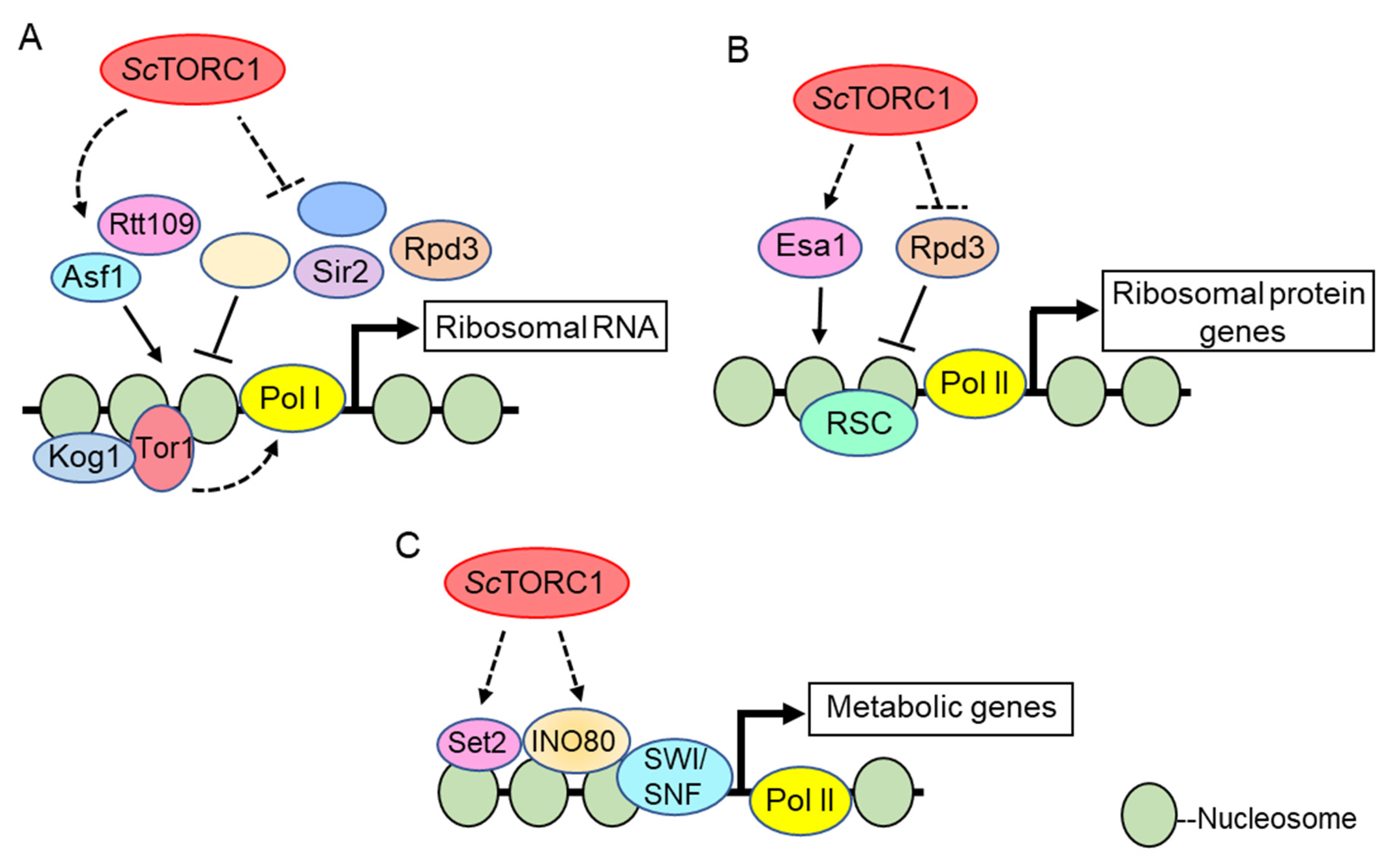Genes 11 00641 g001 Genes 11 00641 g001
