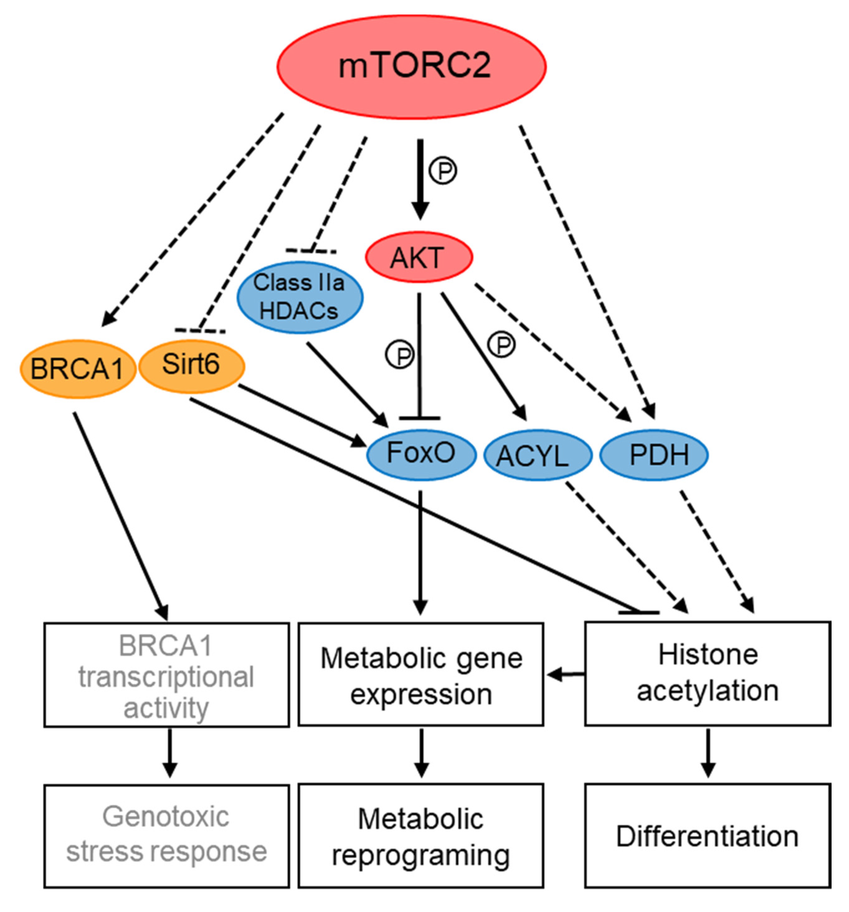 Genes 11 00641 g003 Genes 11 00641 g003