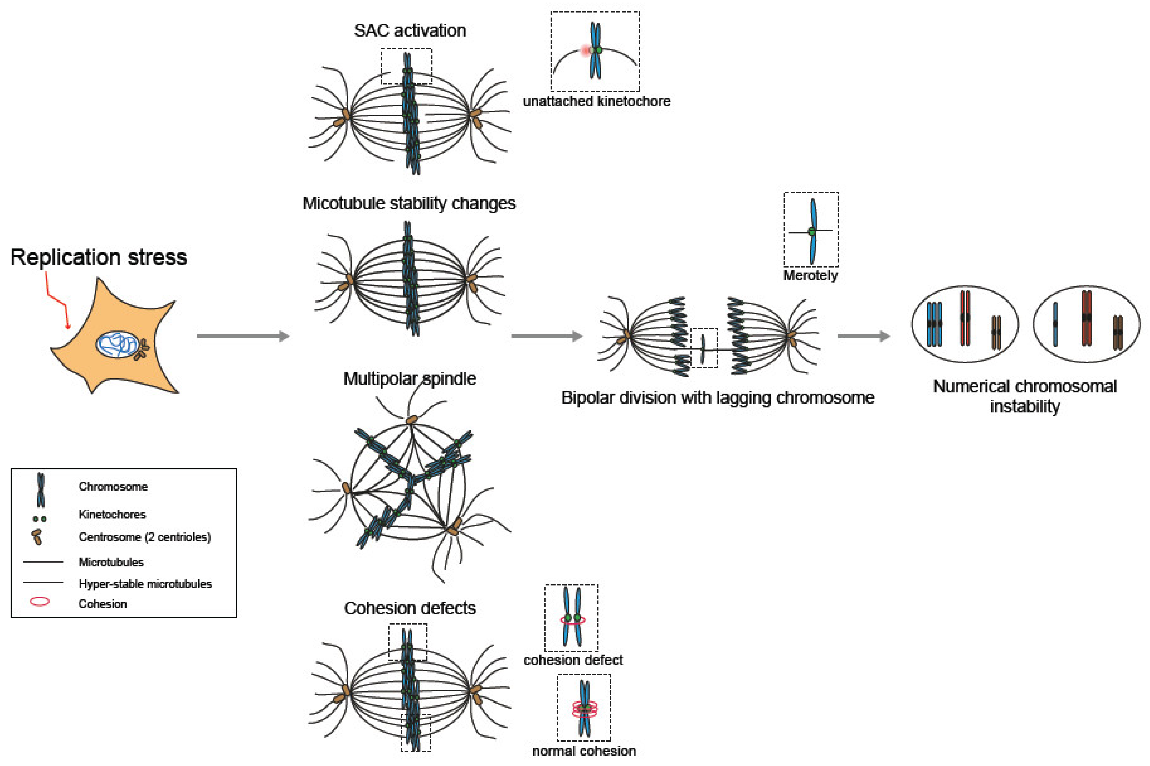 Genes 11 00642 g002 Genes 11 00642 g002