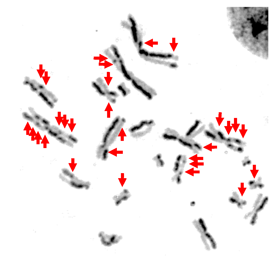 Genes 11 00646 g003 Genes 11 00646 g003