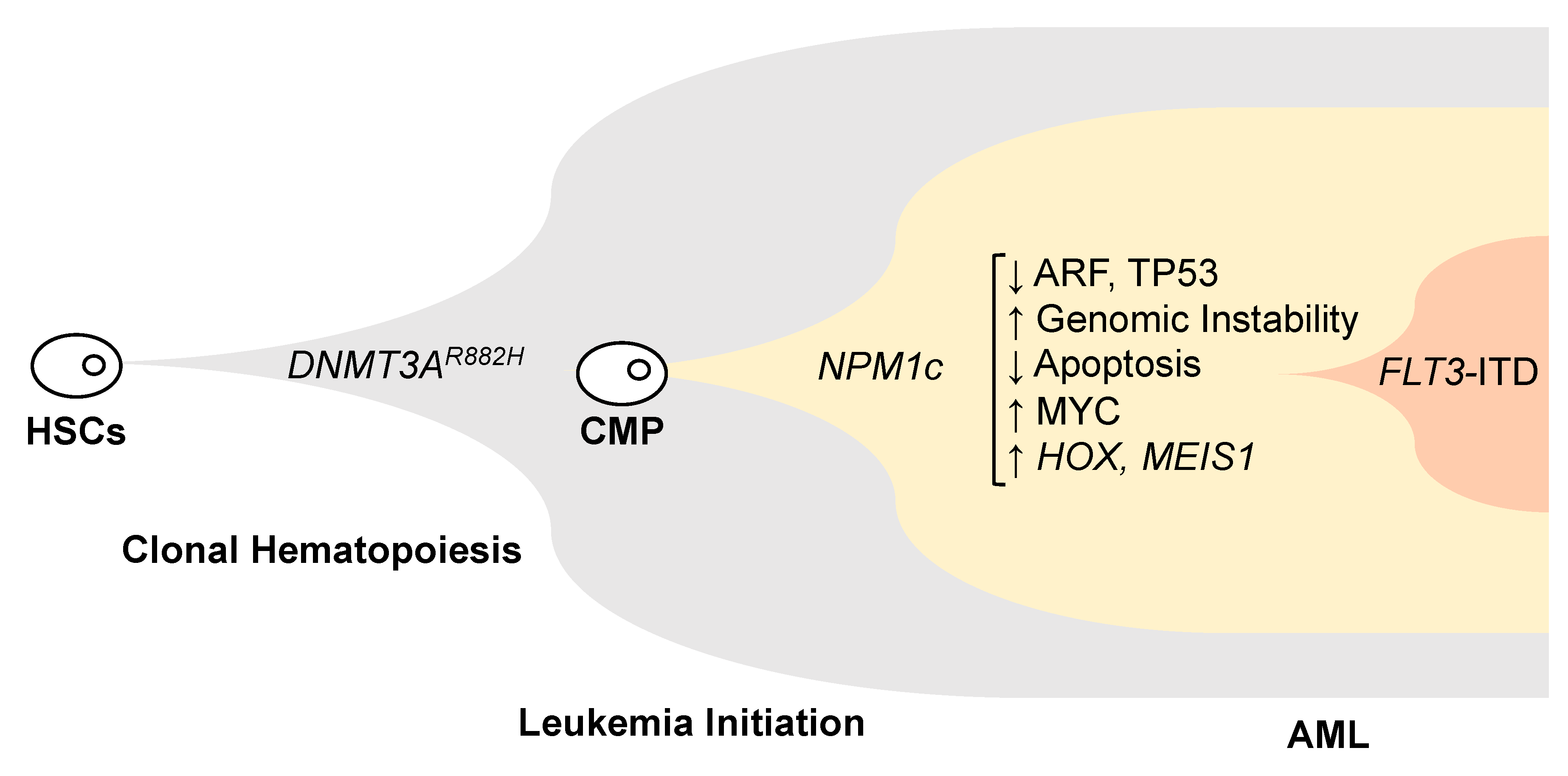 Targeting of epigenetic co-dependencies enhances anti-AML efficacy of Menin  inhibitor in AML with MLL1-r or mutant NPM1