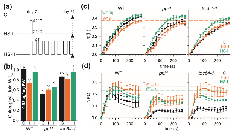 Genes Free Full Text Structural And Functional Heat Stress Responses Of Chloroplasts Of Arabidopsis Thaliana Html