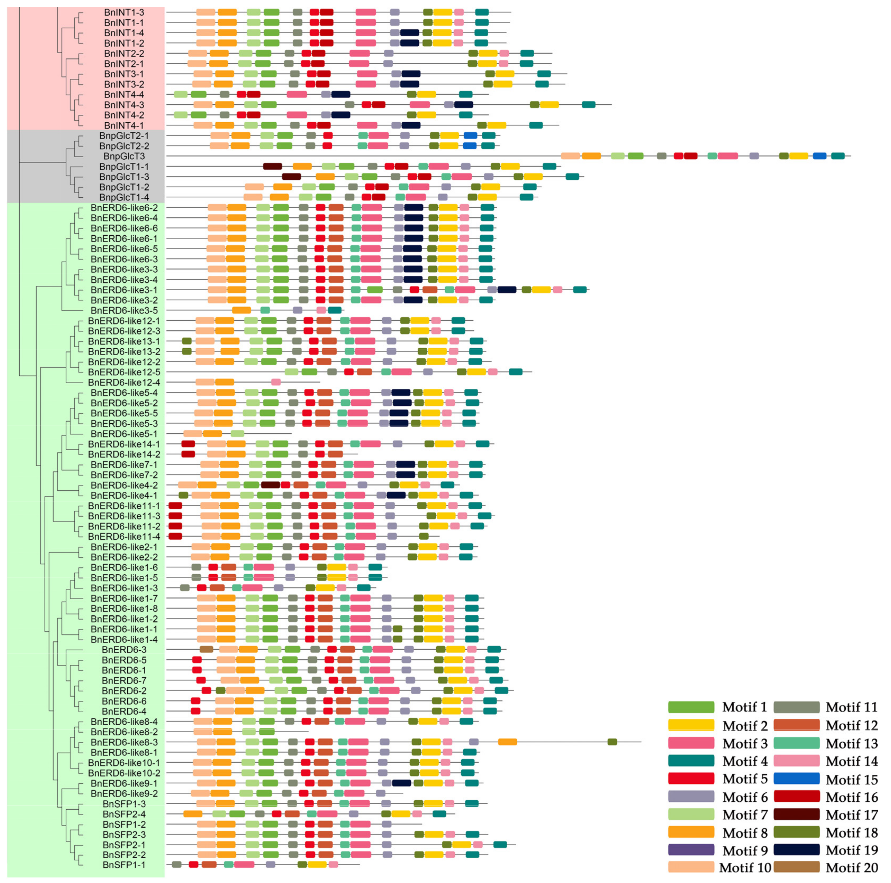 Genes 11 00653 g004b Genes 11 00653 g004b