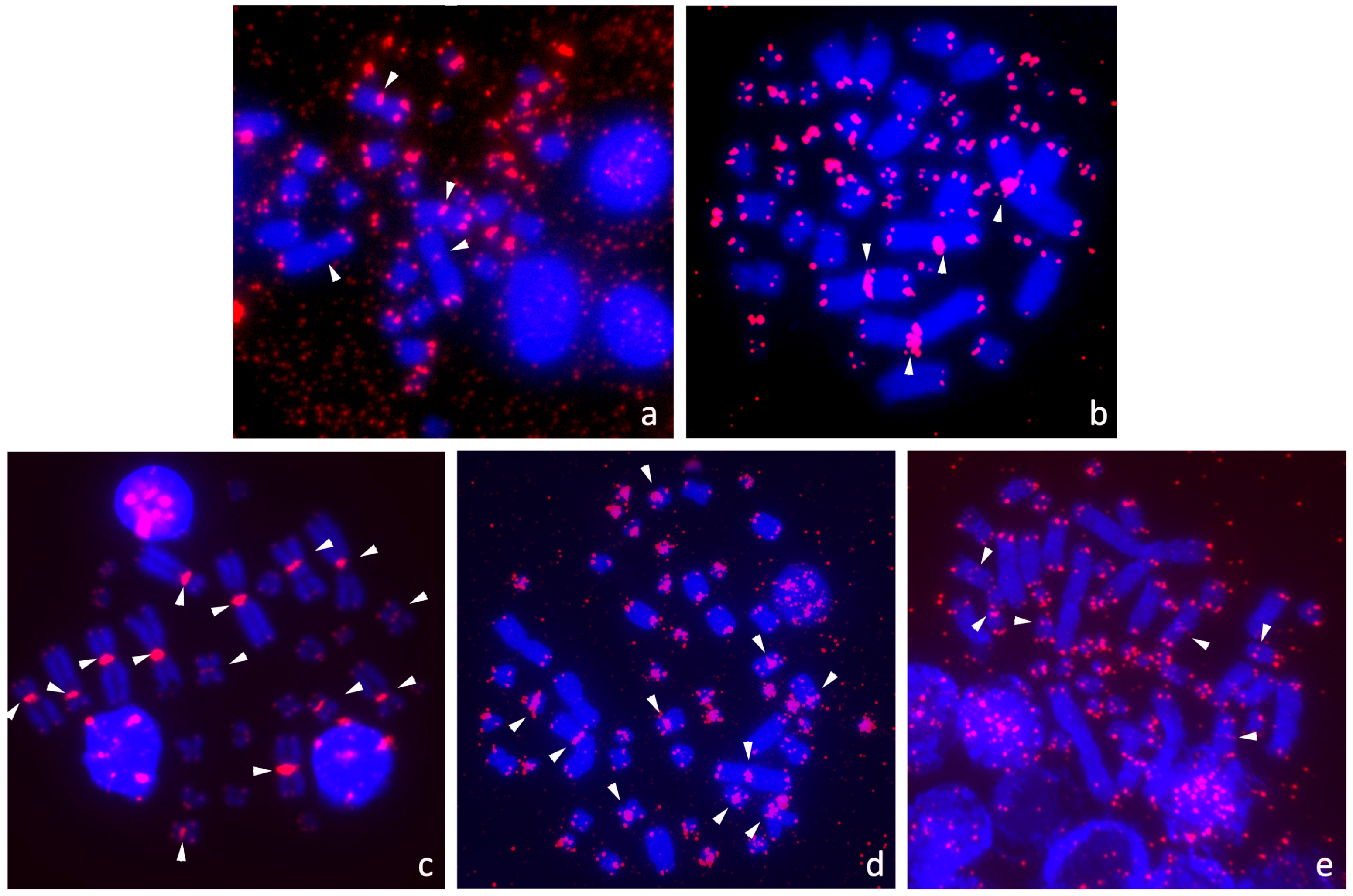 Genes 11 00657 g003