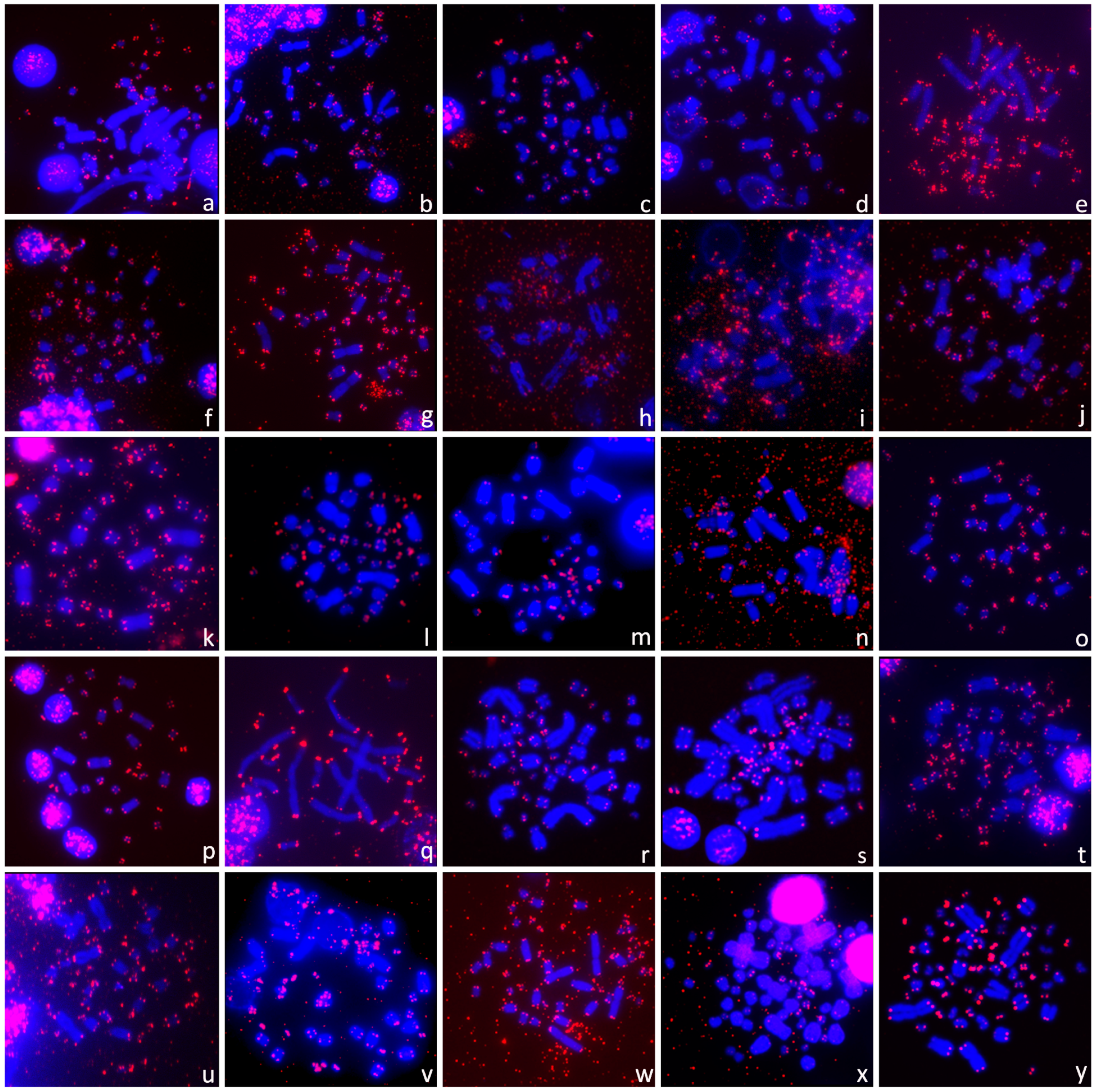 Genes 11 00657 g004