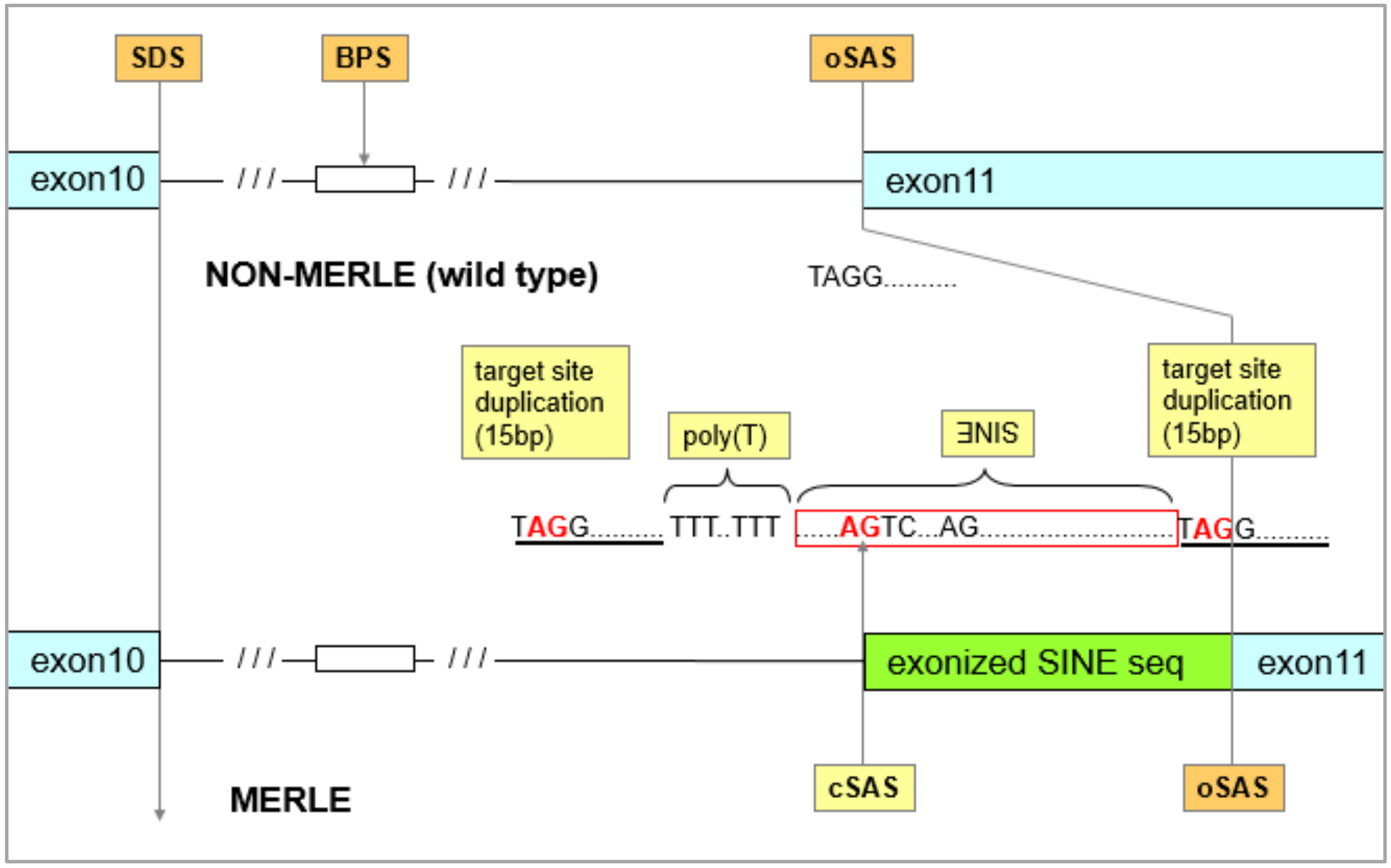 Genes 11 00660 g003