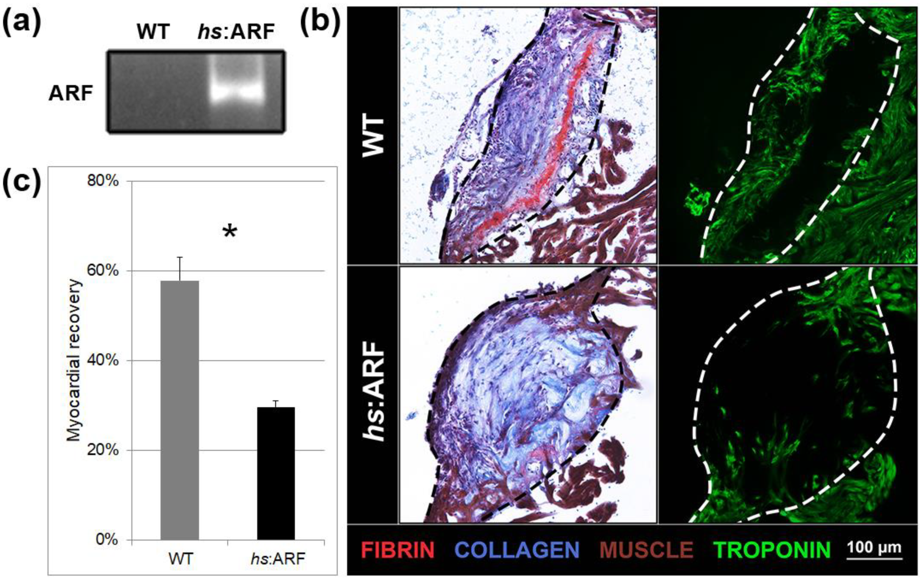 Genes 11 00666 g001