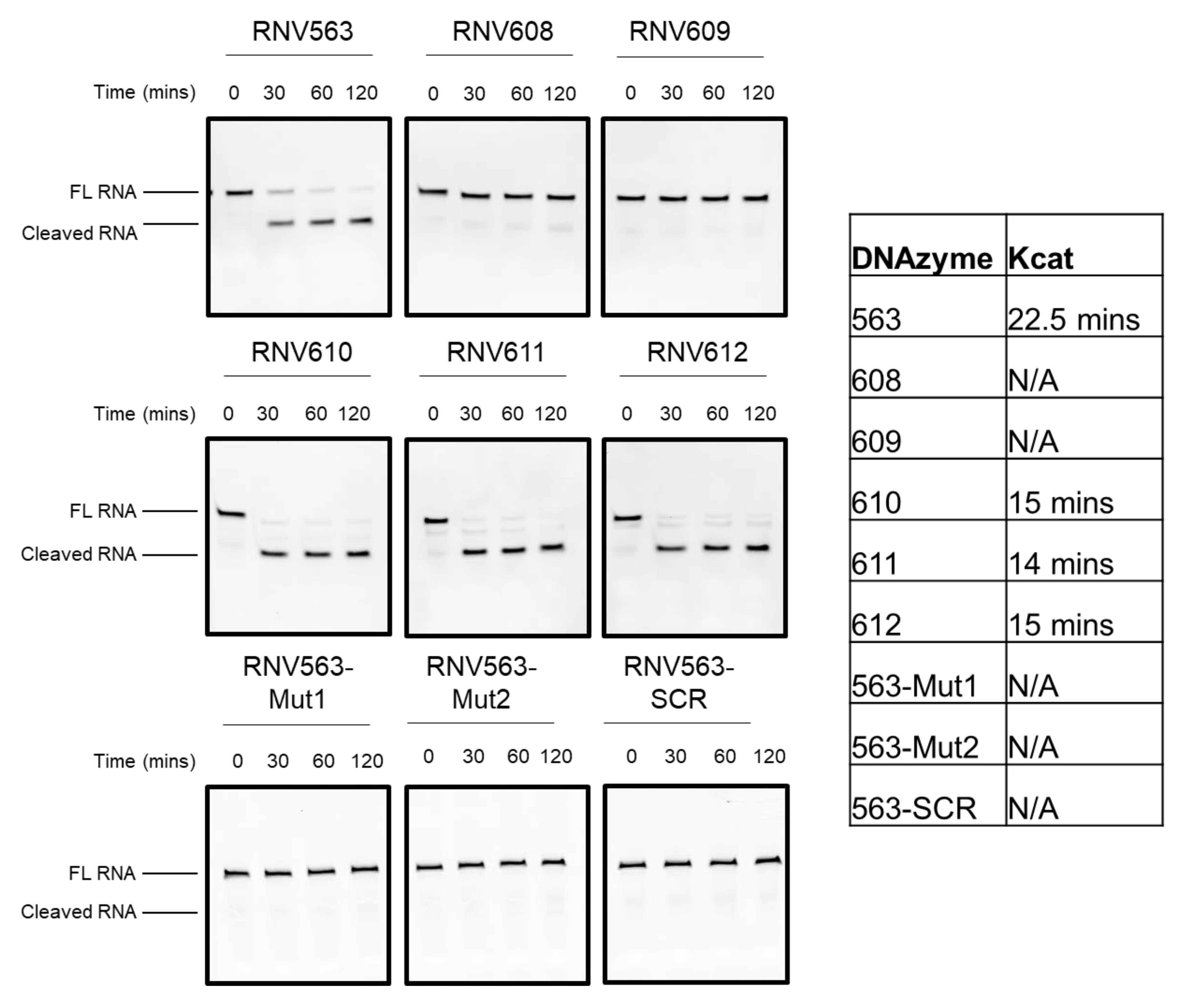 Genes 11 00667 g003 Genes 11 00667 g003