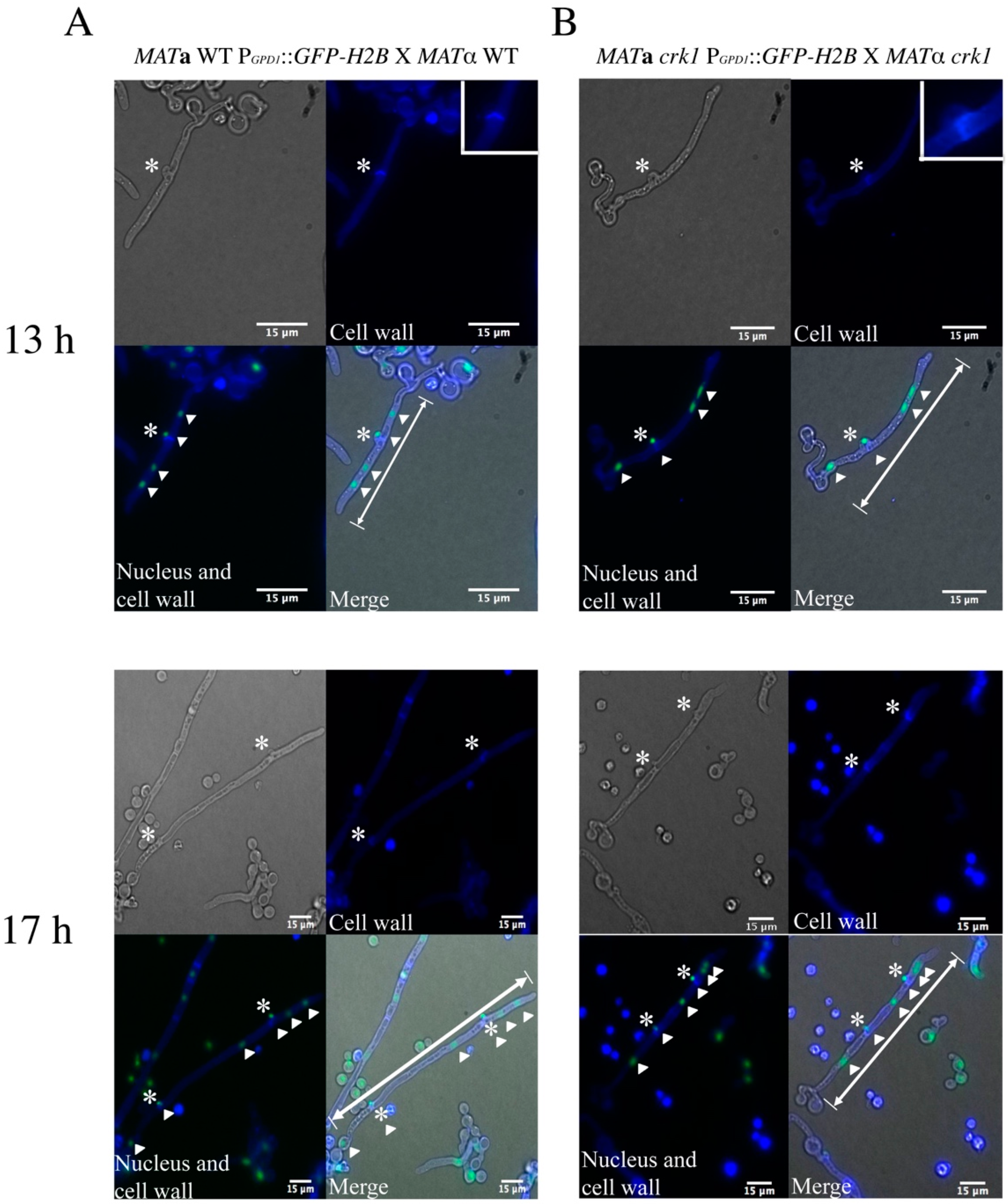 Genes 11 00669 g002 Genes 11 00669 g002