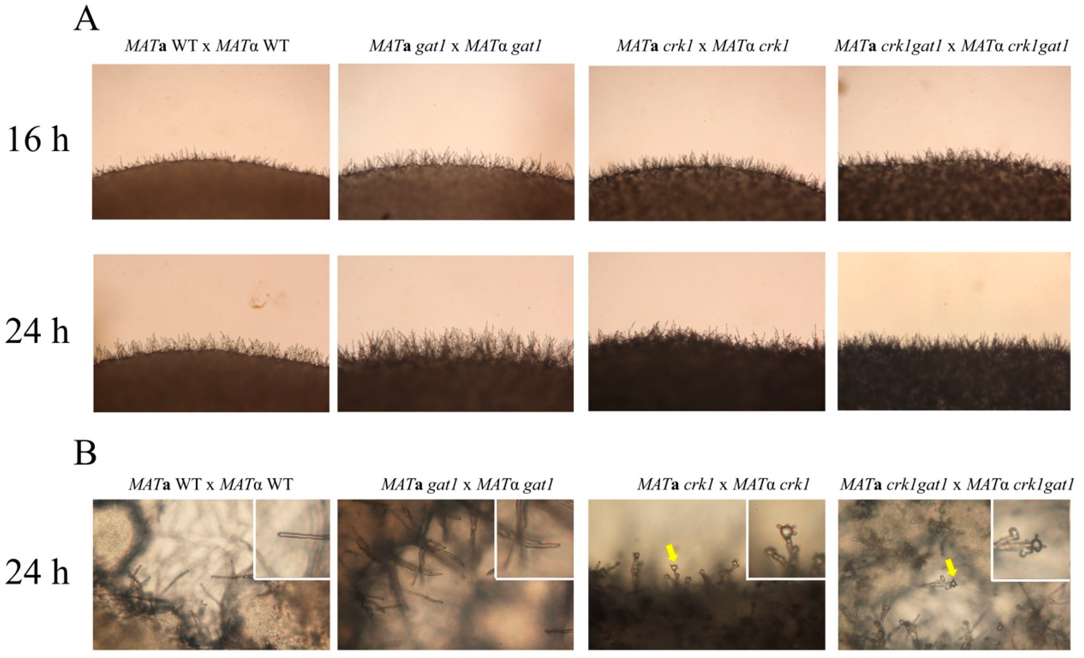 Genes 11 00669 g008 Genes 11 00669 g008