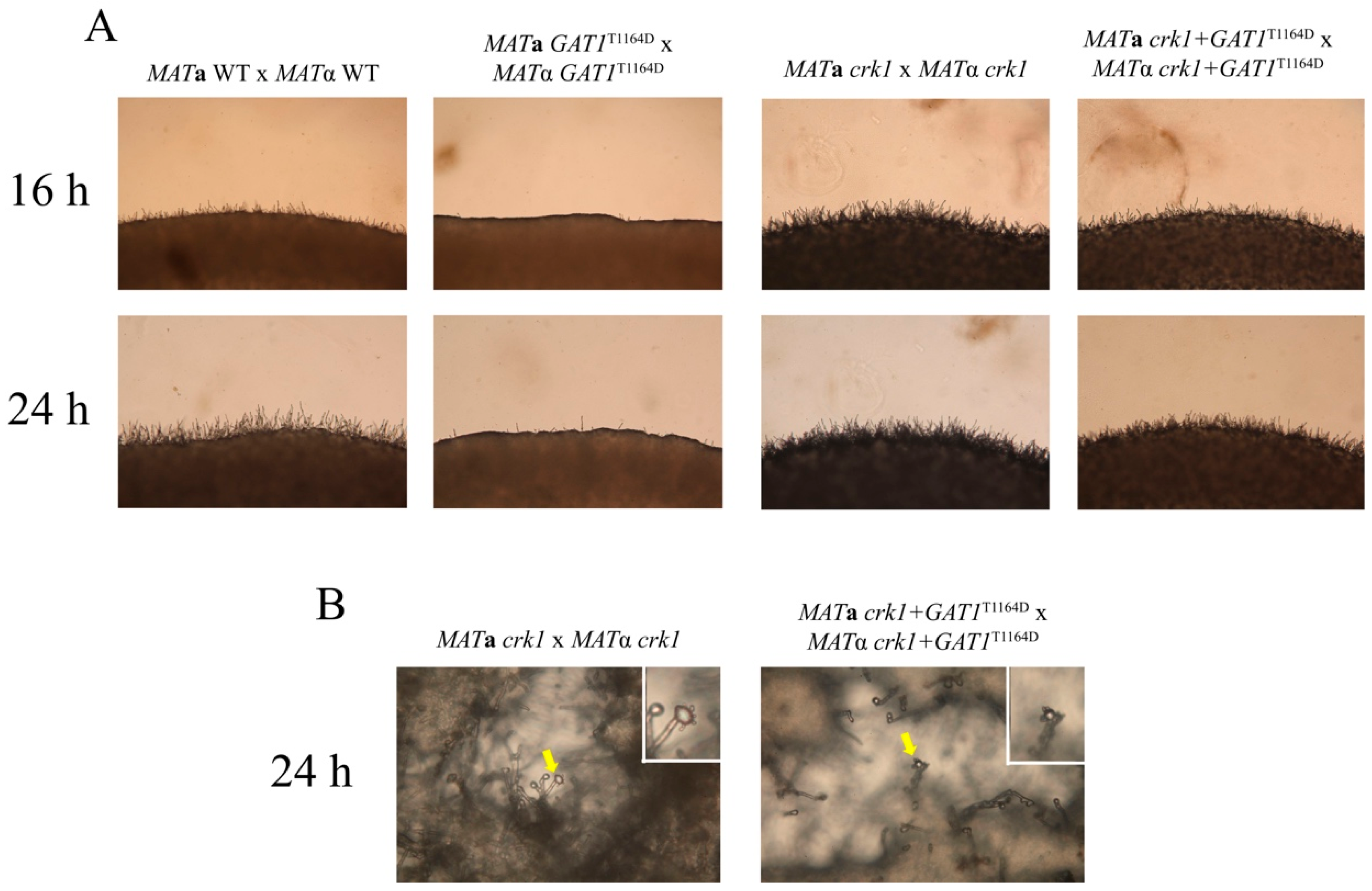 Genes 11 00669 g009 Genes 11 00669 g009