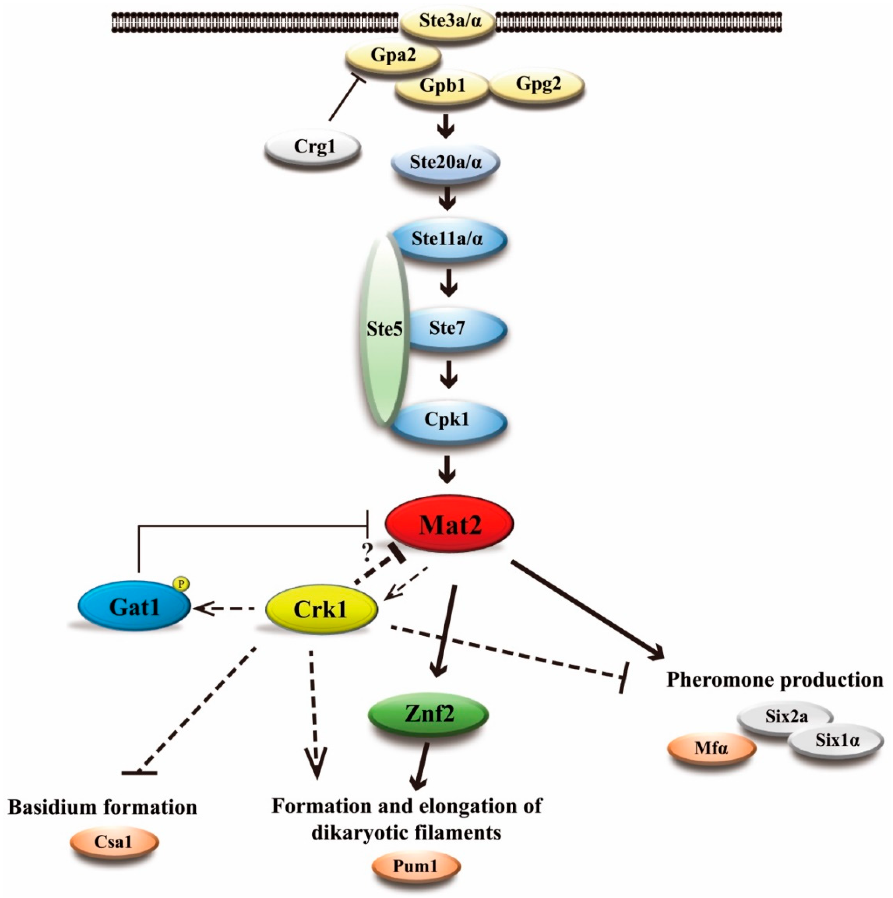 Genes 11 00669 g011 Genes 11 00669 g011