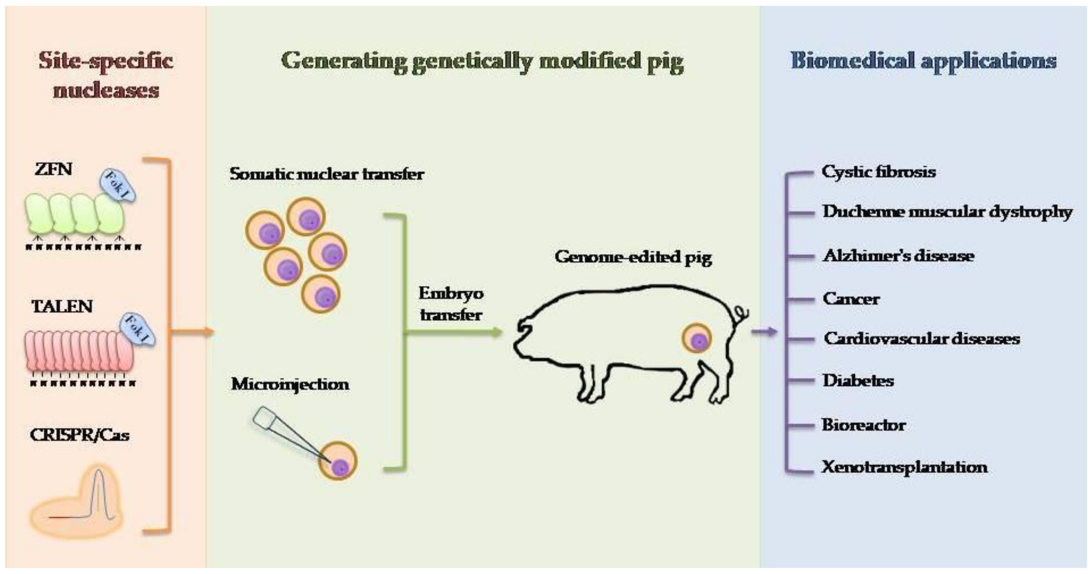 Genes | Free Full-Text | Application of Genetically Engineered Pigs in Biomedical Research Genes | Free Full-Text | Application of Genetically Engineered Pigs in Biomedical Research