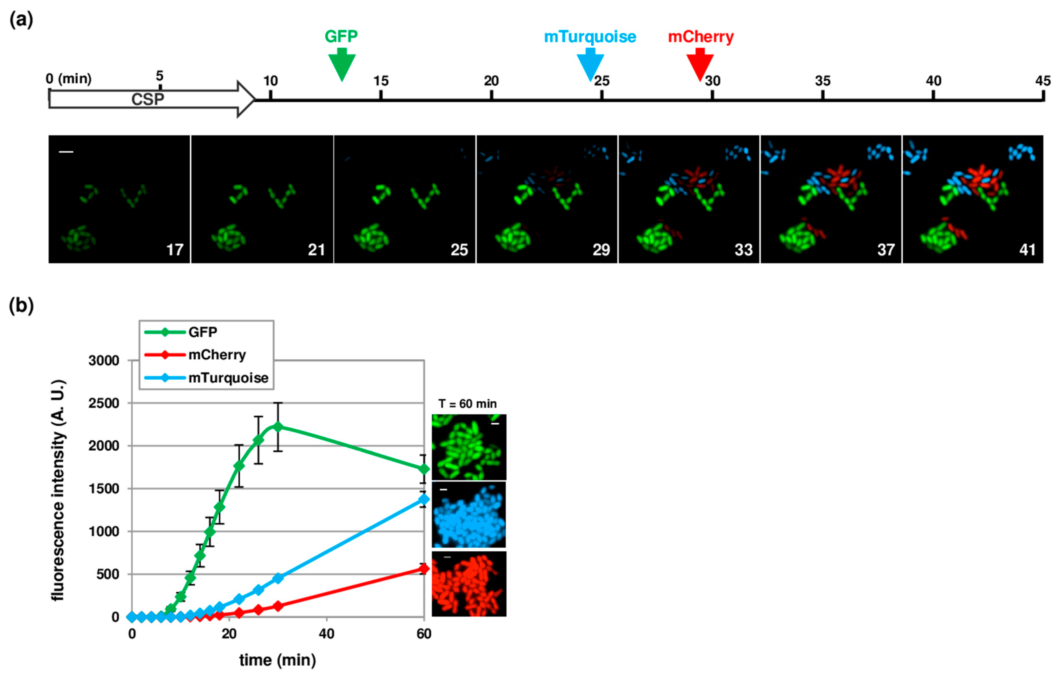 Genes 11 00675 g003 Genes 11 00675 g003