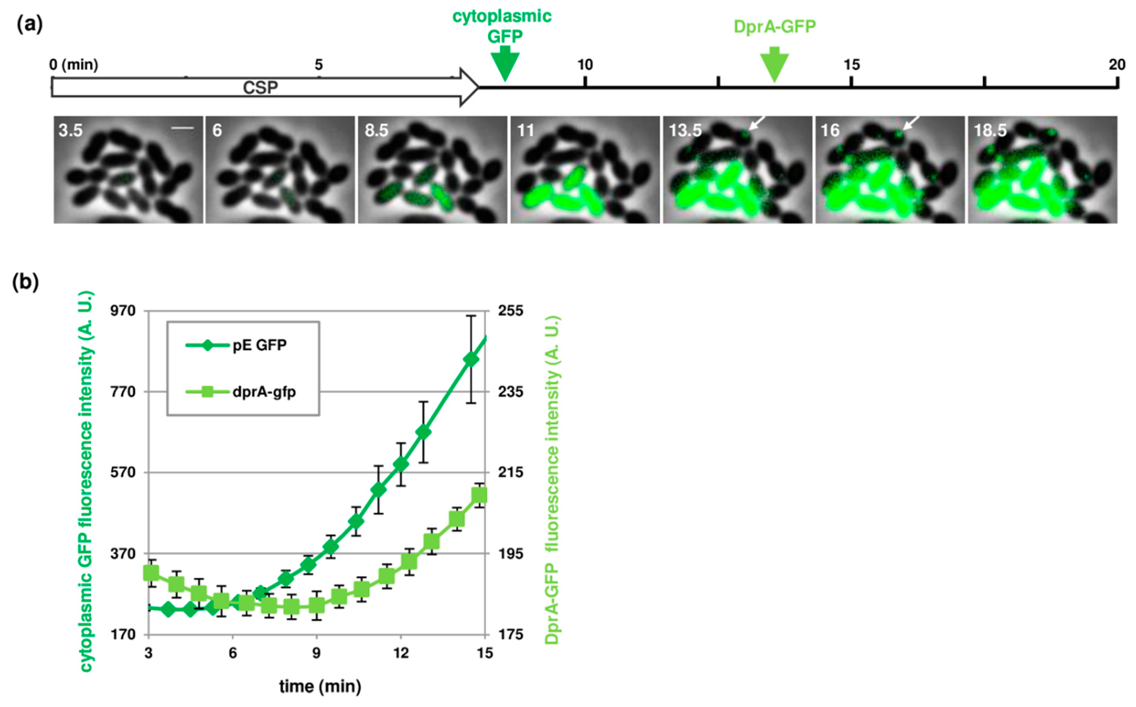 Genes 11 00675 g004 Genes 11 00675 g004