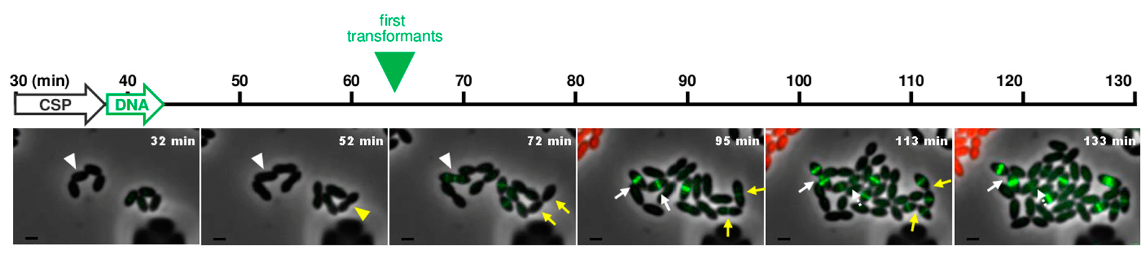 Genes 11 00675 g005 Genes 11 00675 g005