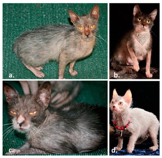 Genes | Free Full-Text | Werewolf, There Wolf: Variants in Hairless  Associated with Hypotrichia and Roaning in the Lykoi Cat Breed