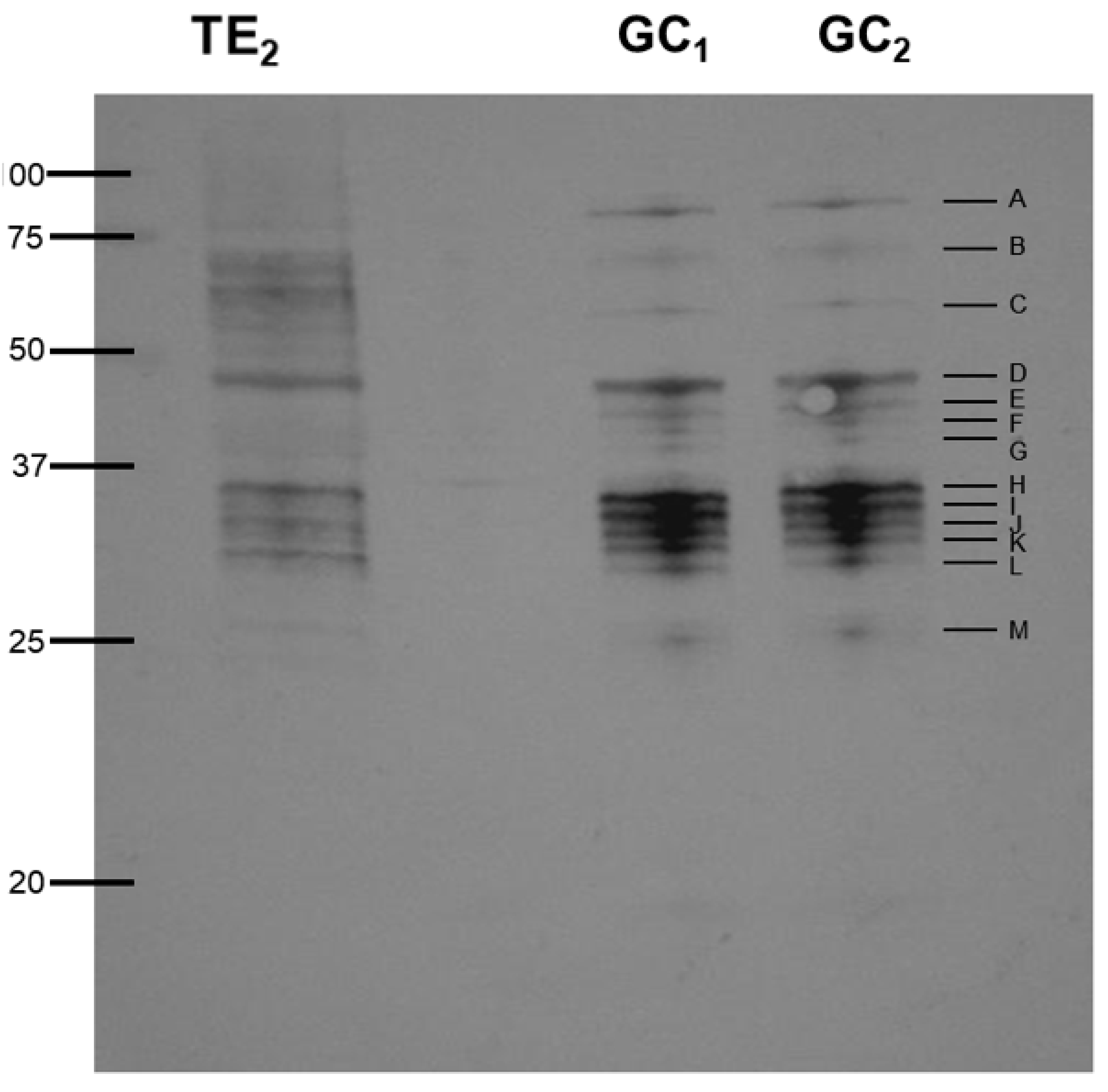 Genes 11 00683 g002 Genes 11 00683 g002
