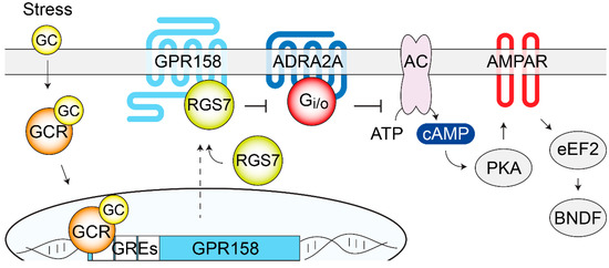 Genes 11 00694 g004 550