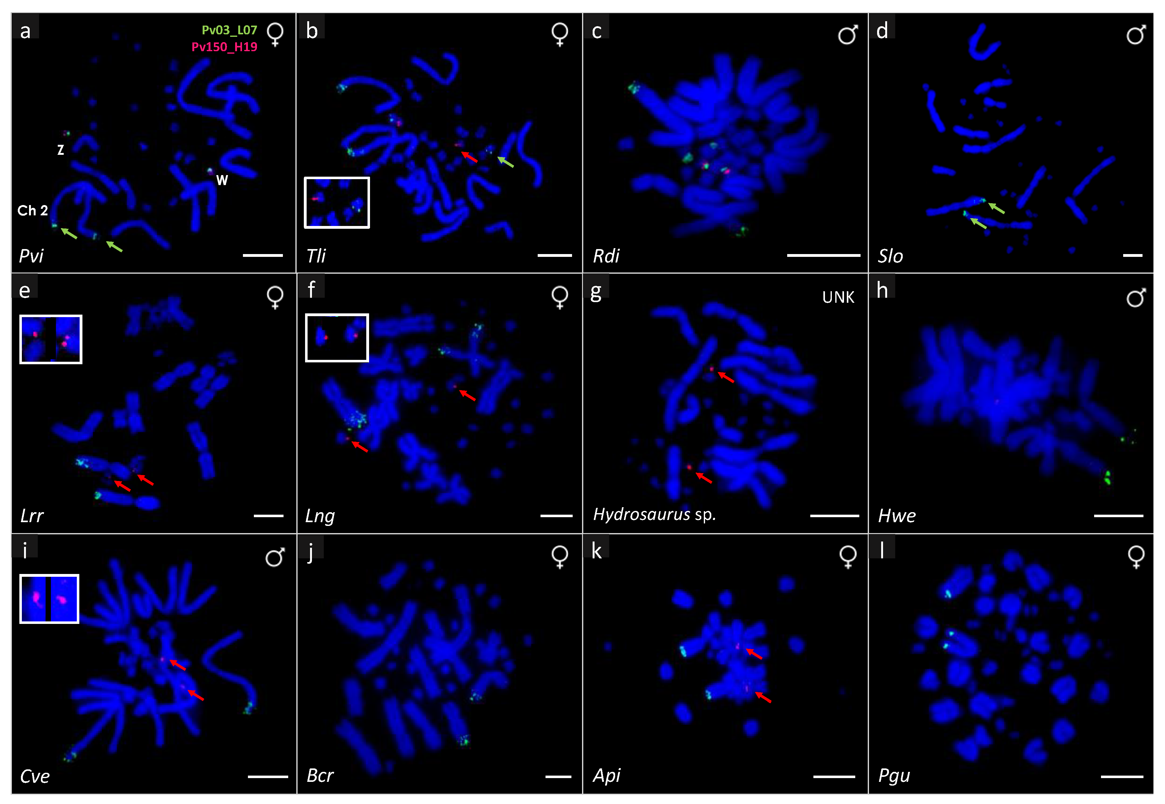 Genes 11 00698 g002 Genes 11 00698 g002