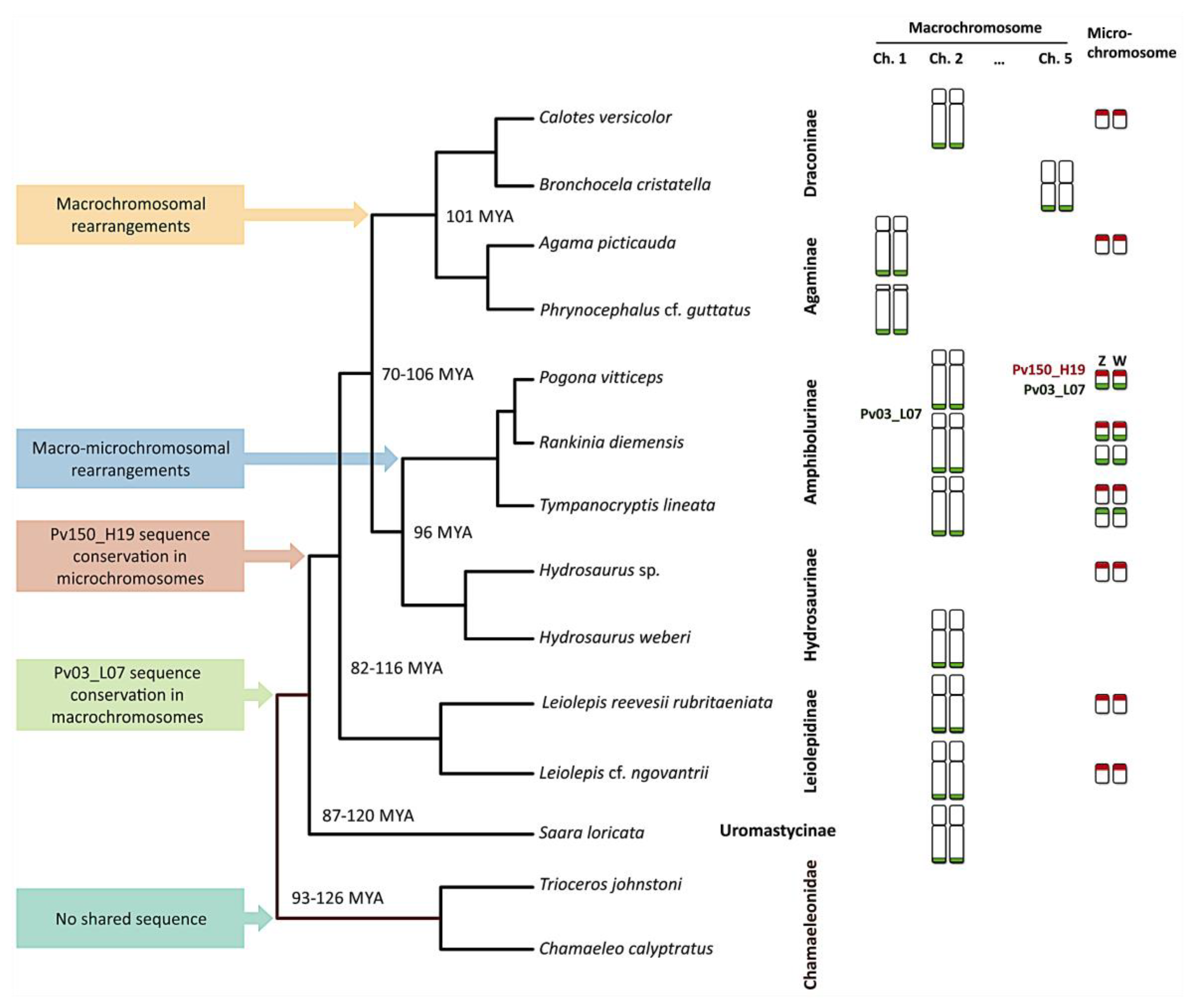 Genes 11 00698 g003 Genes 11 00698 g003