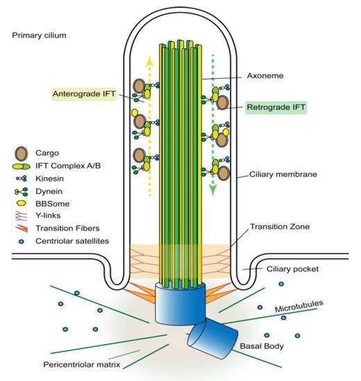 Fremskreden Trænge ind med undtagelse af Genes | Free Full-Text | Reciprocal Regulation between Primary Cilia and  mTORC1 | HTML