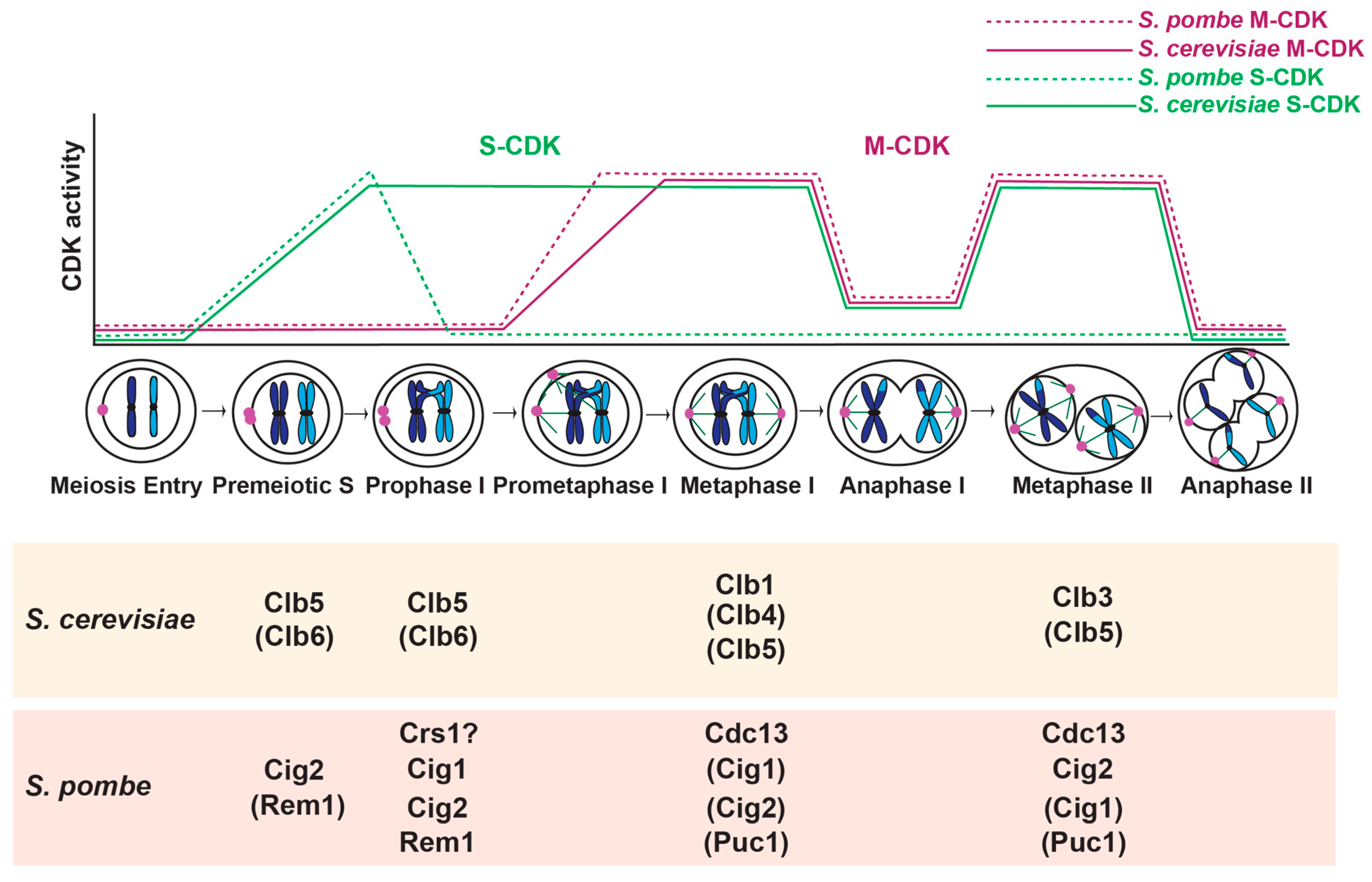 lab assignment 7 meiosis