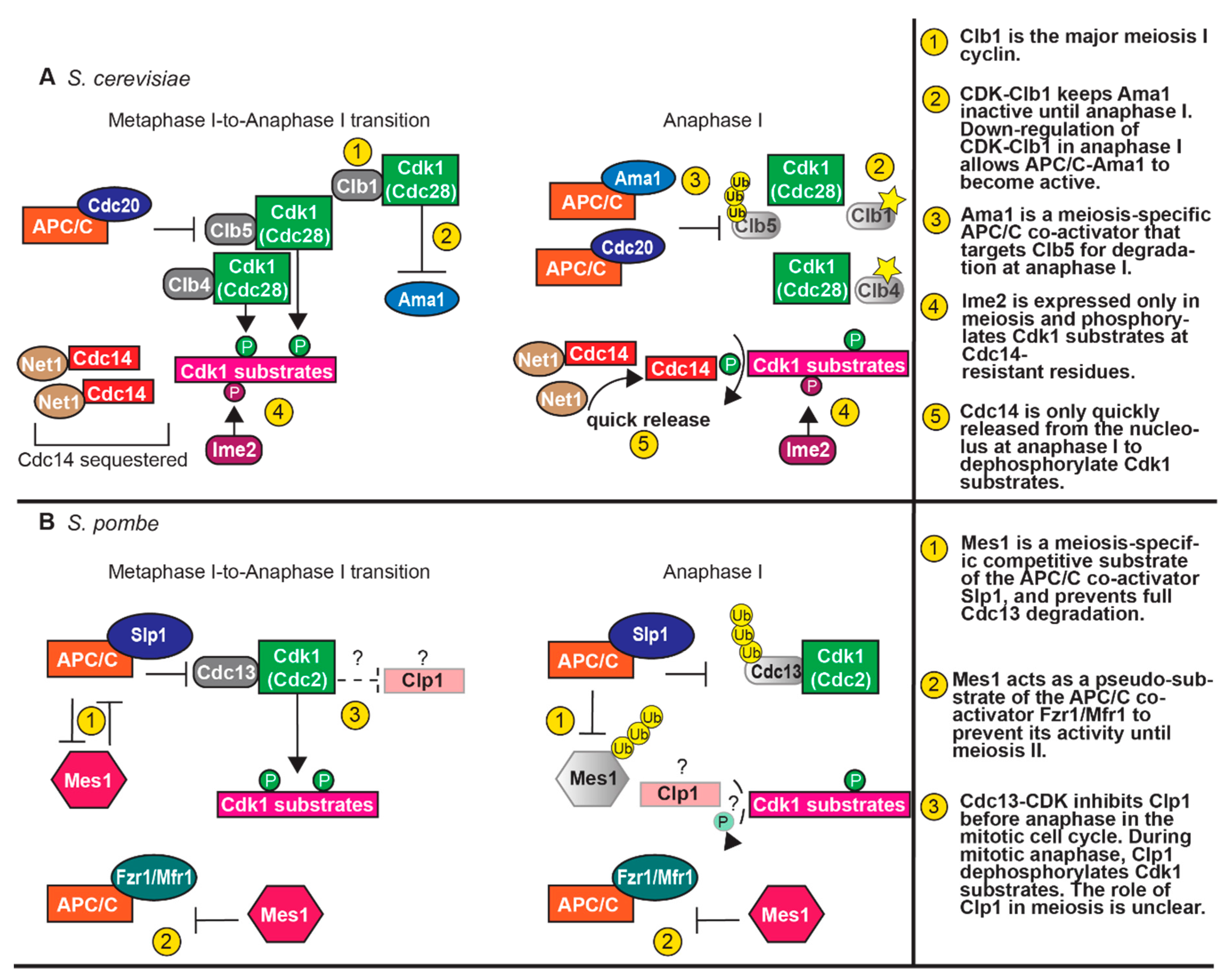 Genes 11 00723 g002 Genes 11 00723 g002