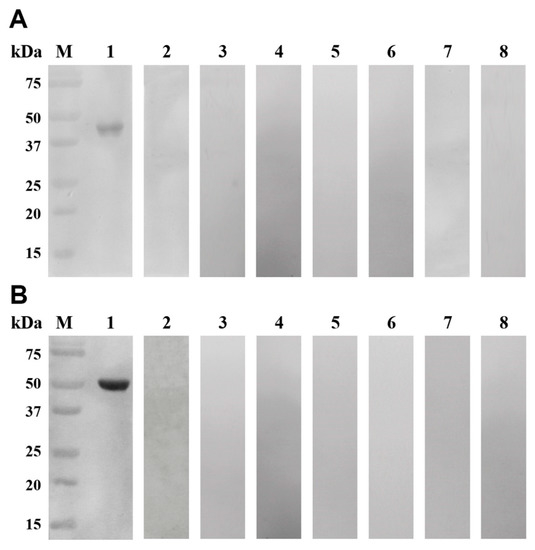 Expression Analysis and Serodiagnostic Potential of
