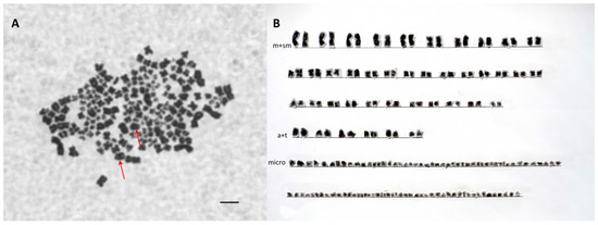 Genes | Free Full-Text | Hybridization of Russian Sturgeon (Acipenser gueldenstaedtii, Brandt and Ratzeberg, 1833) and American Paddlefish (Polyodon spathula, Walbaum 1792) and Evaluation of Their Progeny
