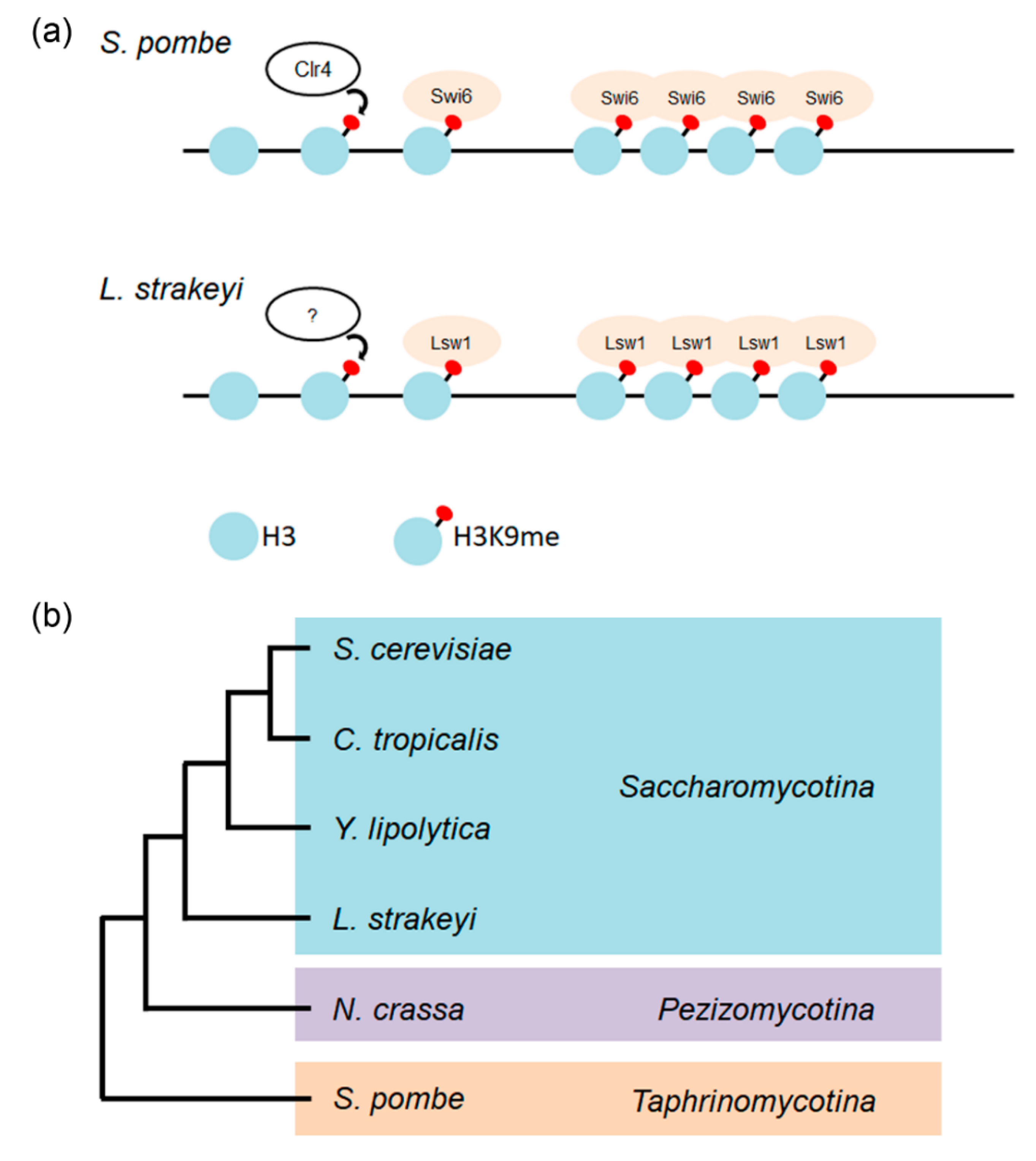 Genes 11 00769 g009
