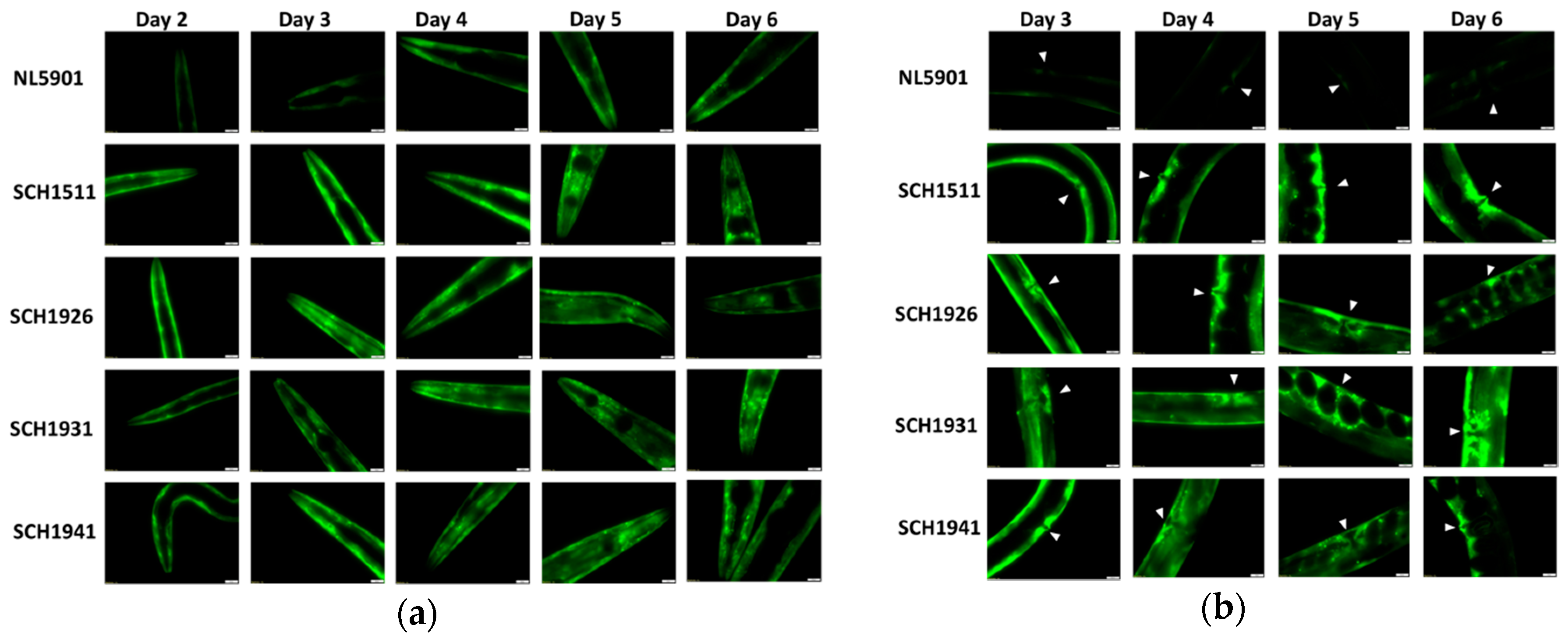 Genes 11 00778 g002