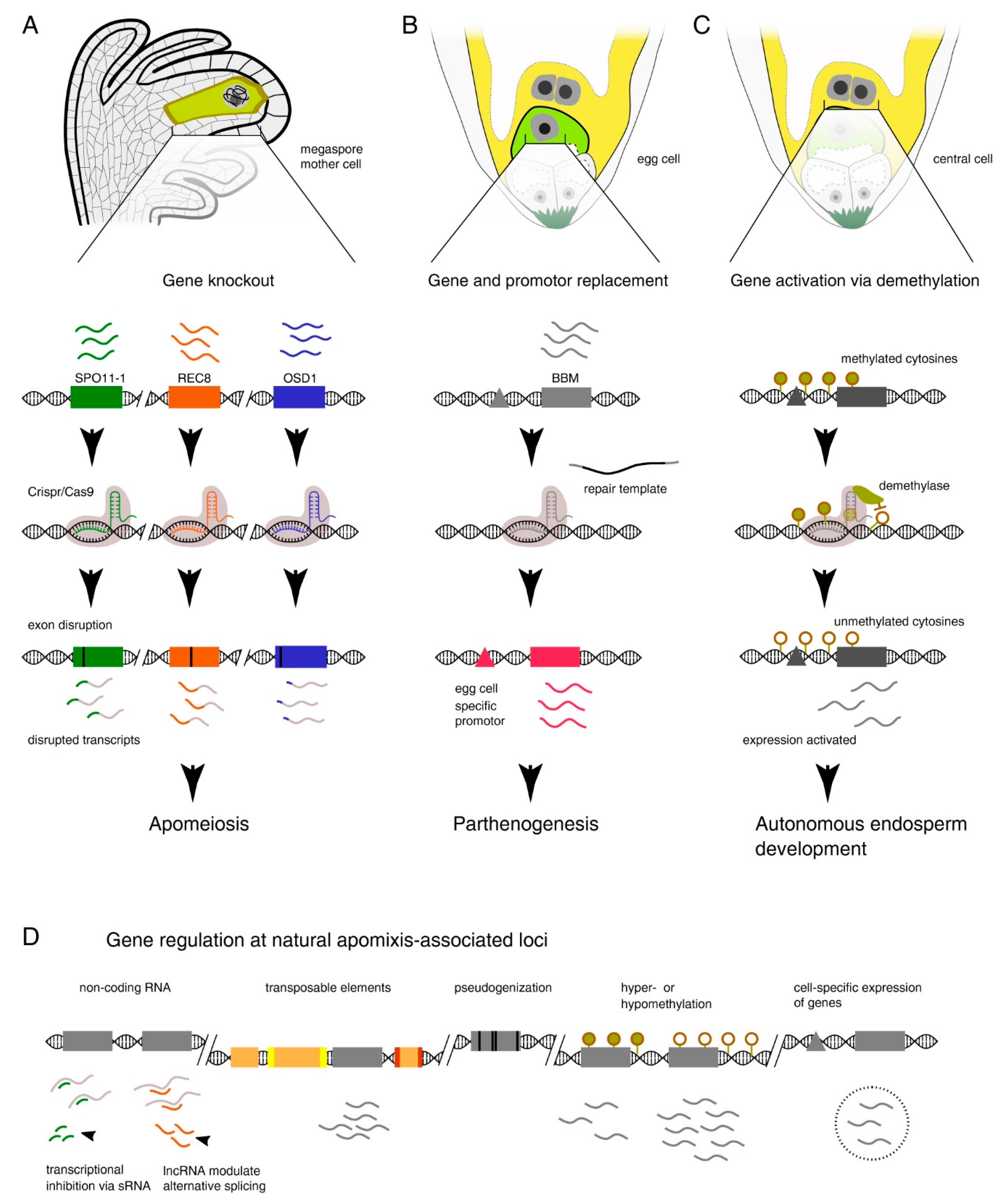 Genes 11 00781 g002 Genes 11 00781 g002