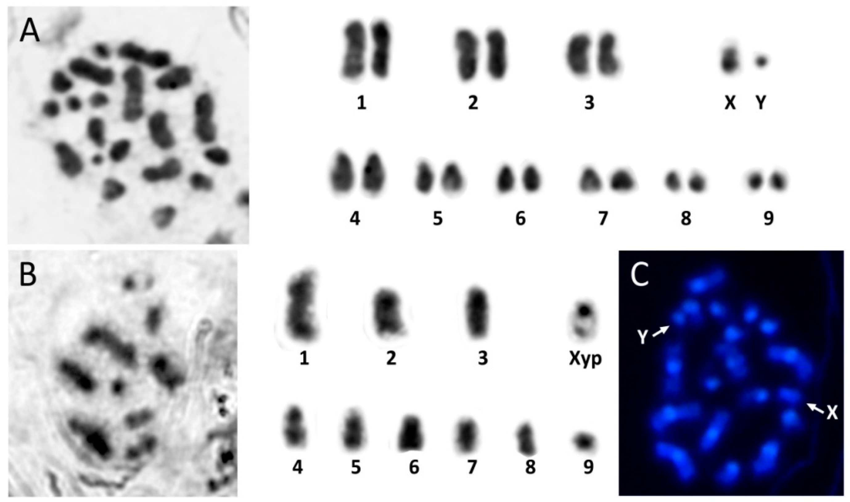 Genes 11 00783 g001 Genes 11 00783 g001