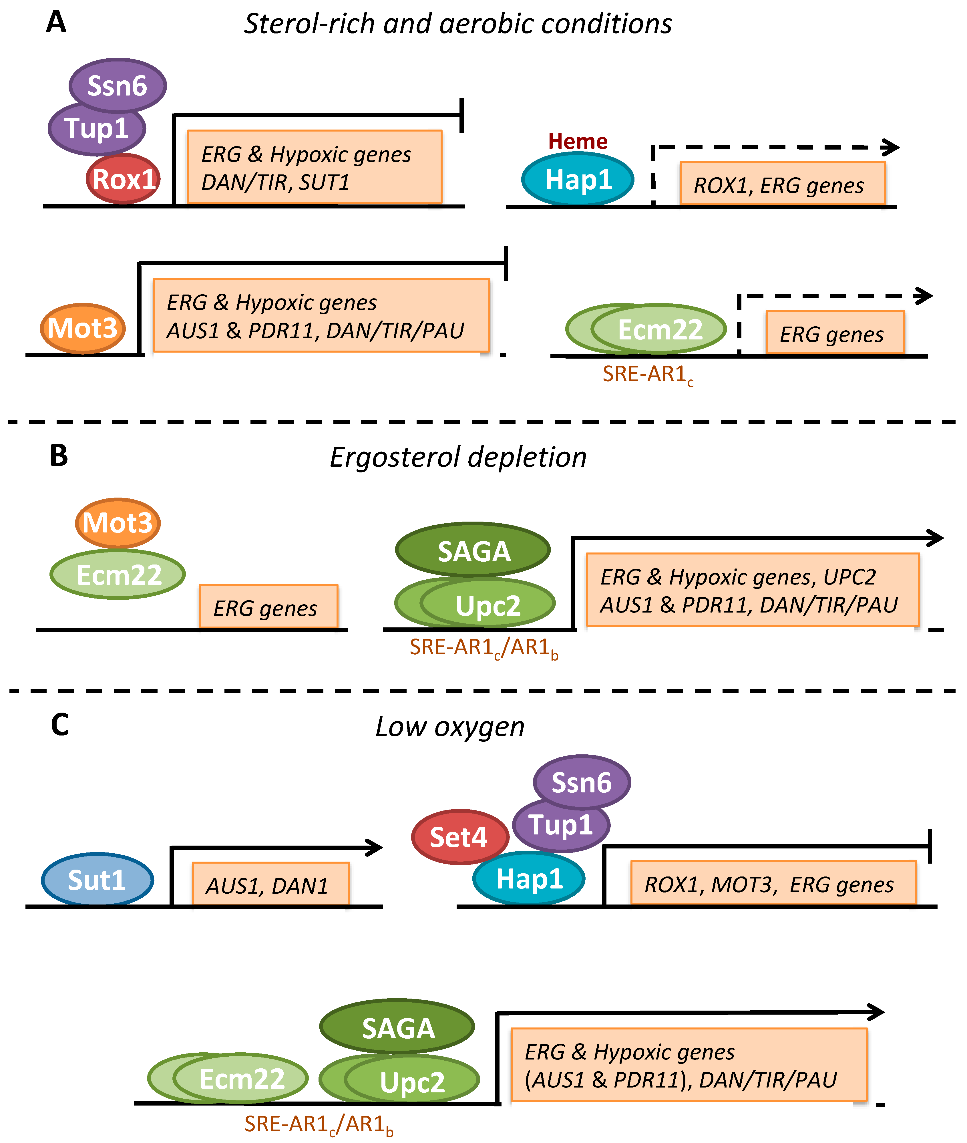 Genes 11 00795 g003 Genes 11 00795 g003