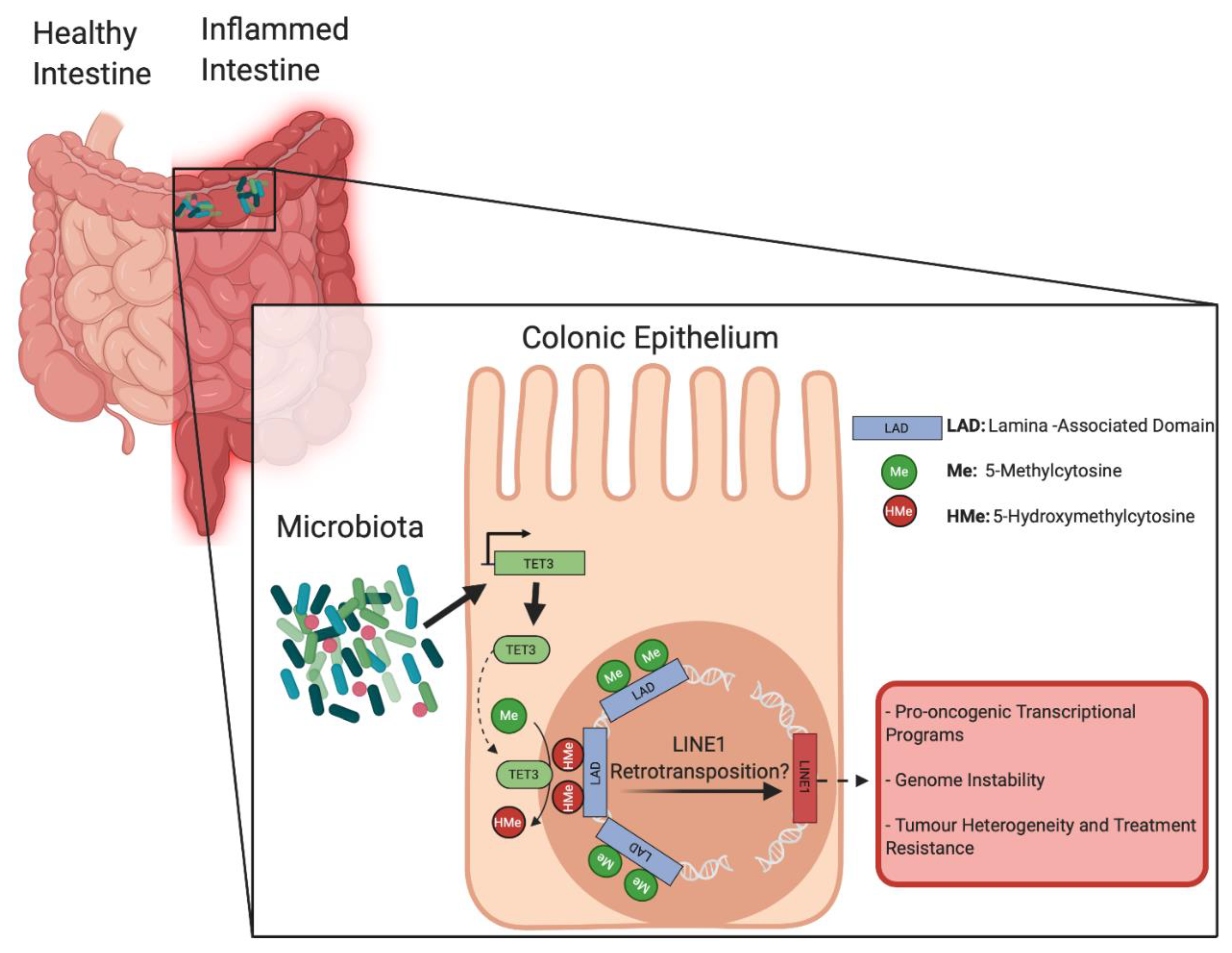 Genes 11 00808 g001 Genes 11 00808 g001