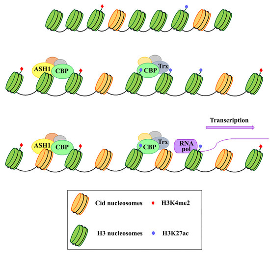 Genes 11 00809 g001 550